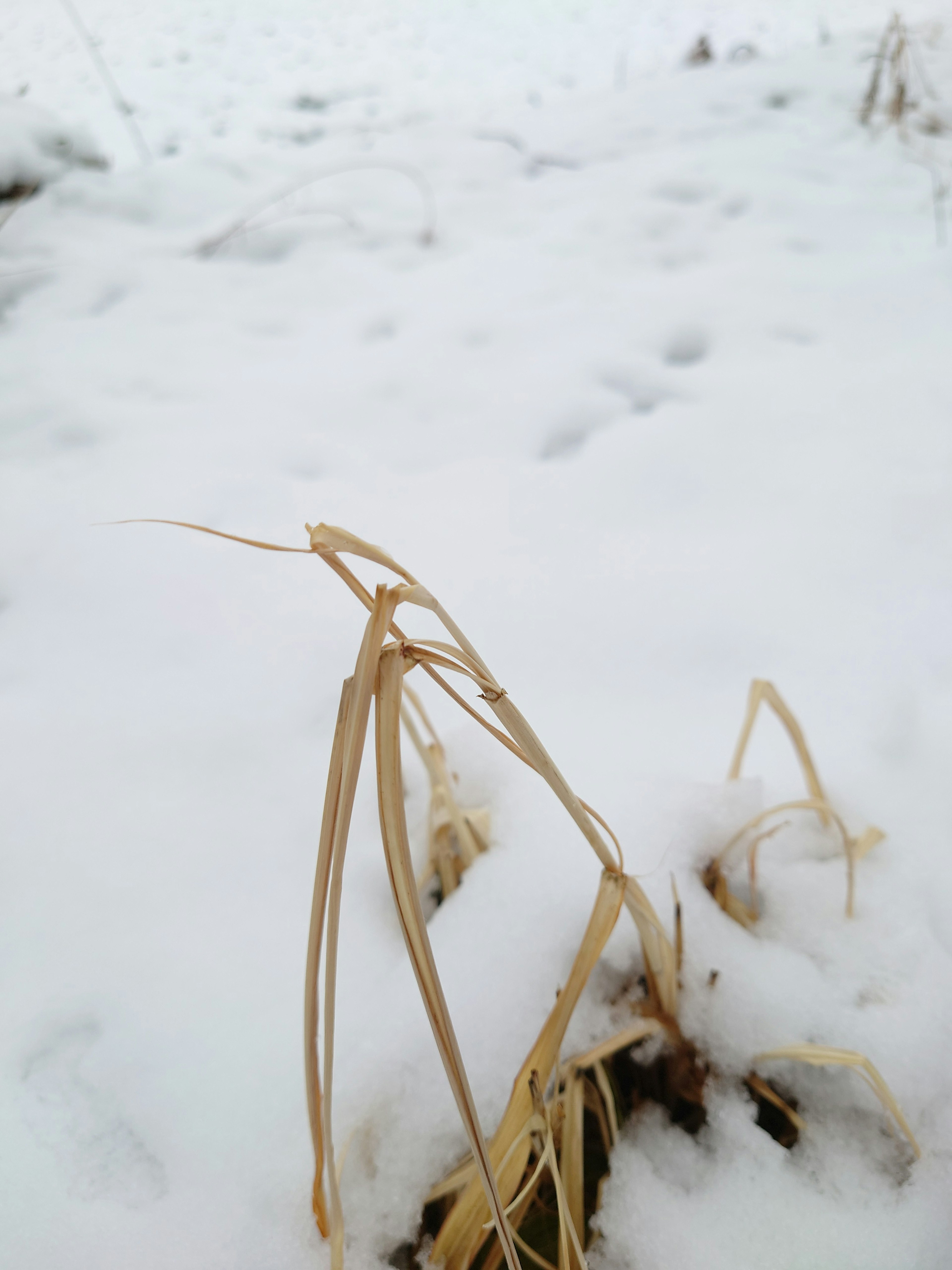 Erba secca che emerge dalla neve