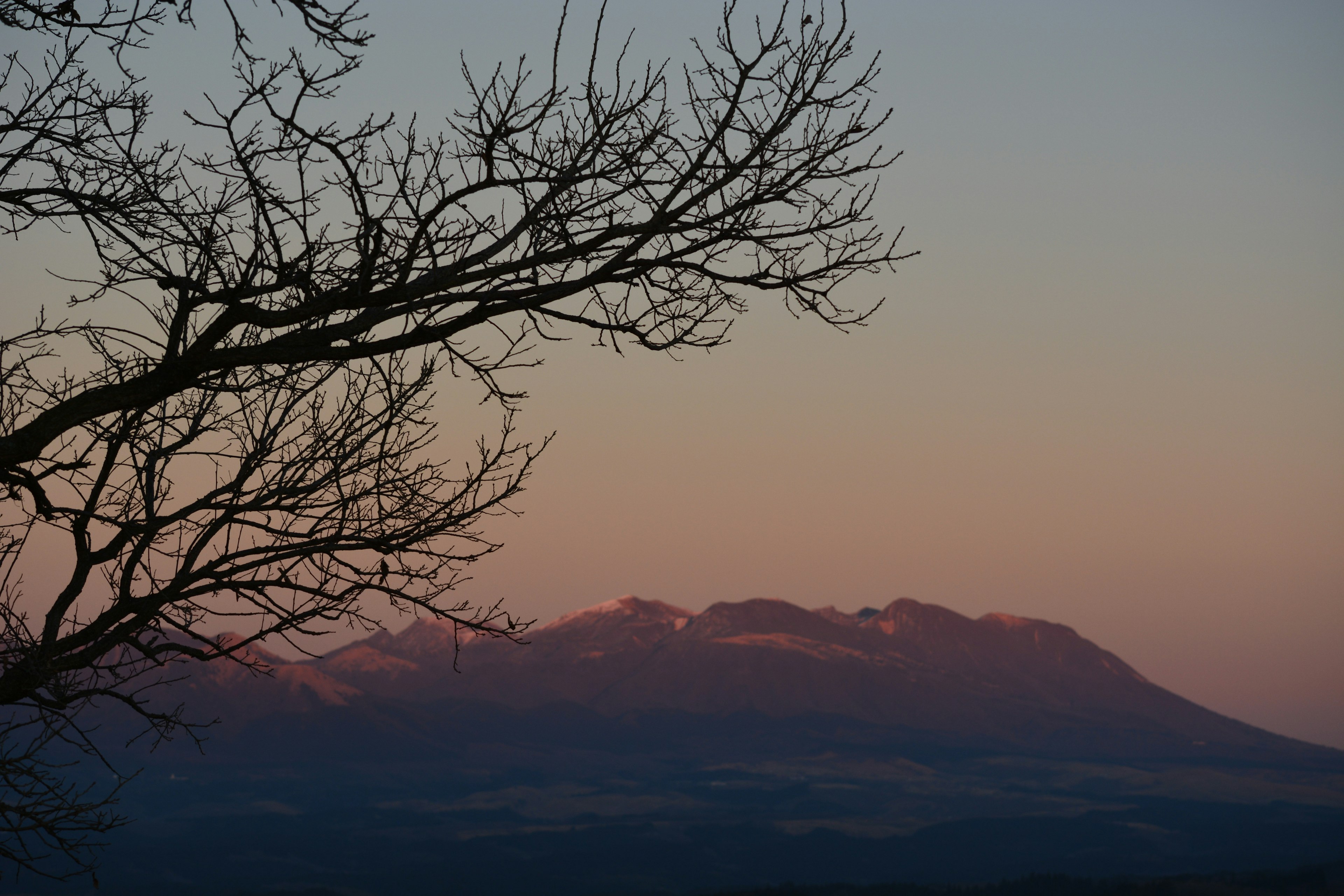 Silueta de un árbol seco contra montañas al atardecer