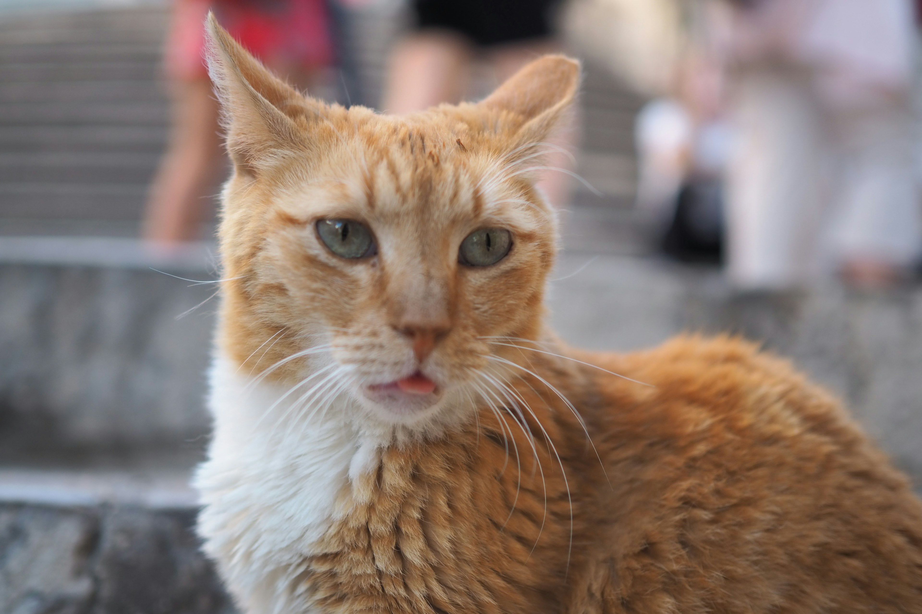 Un gatto arancione seduto sui gradini con un'espressione curiosa