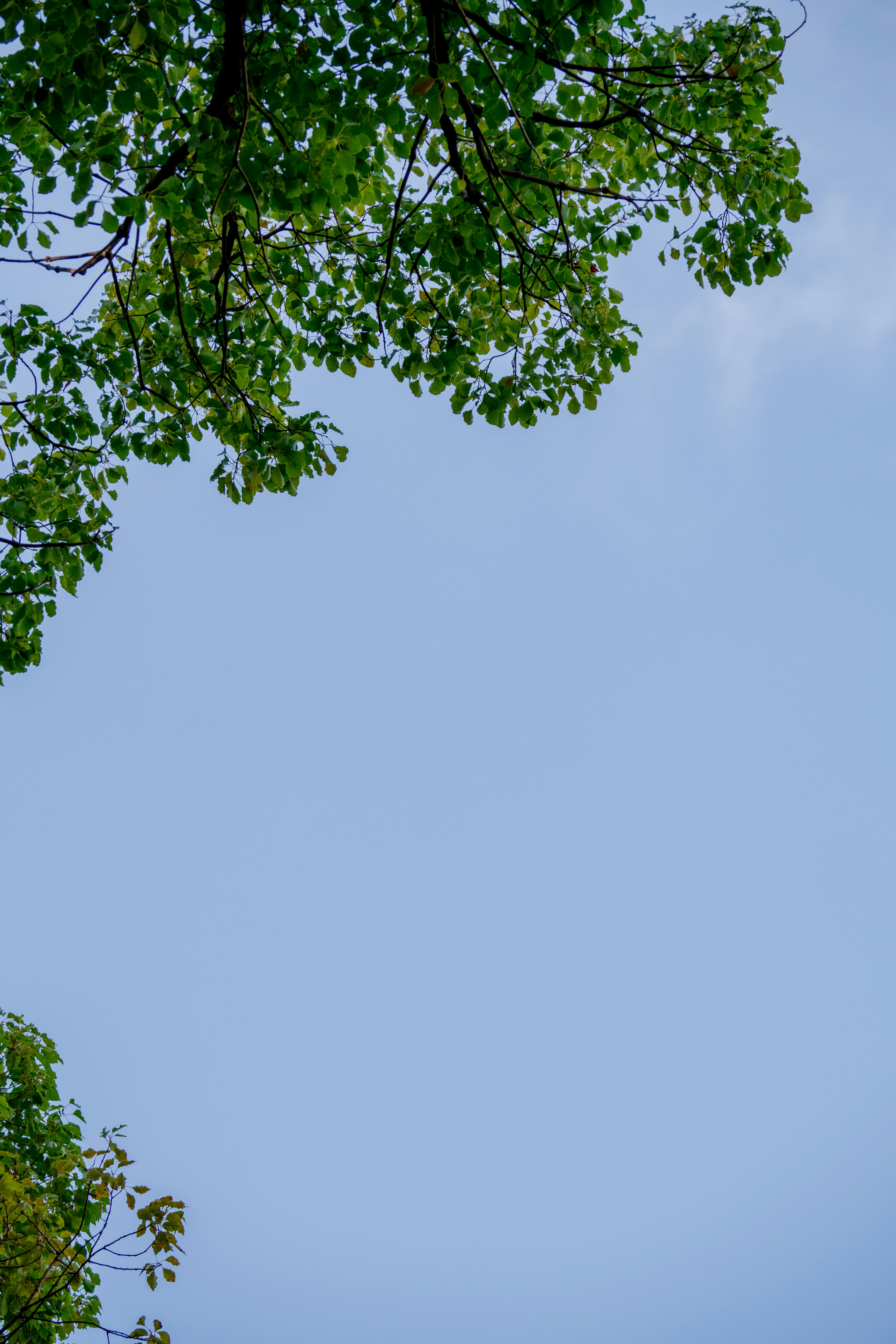 Green leaves framing a clear blue sky