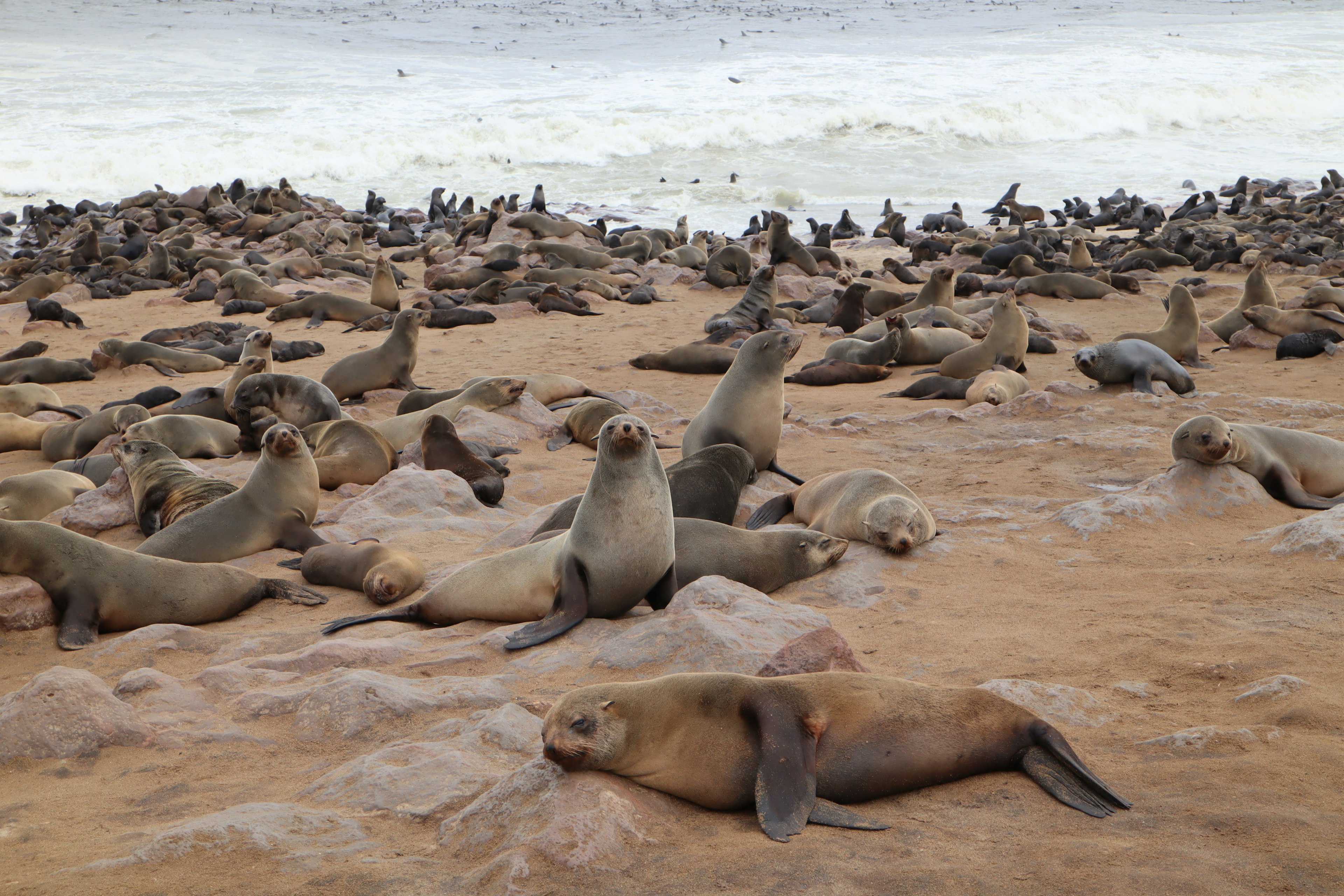 Un grand groupe de lions de mer se reposant sur une plage de sable avec des vagues en arrière-plan