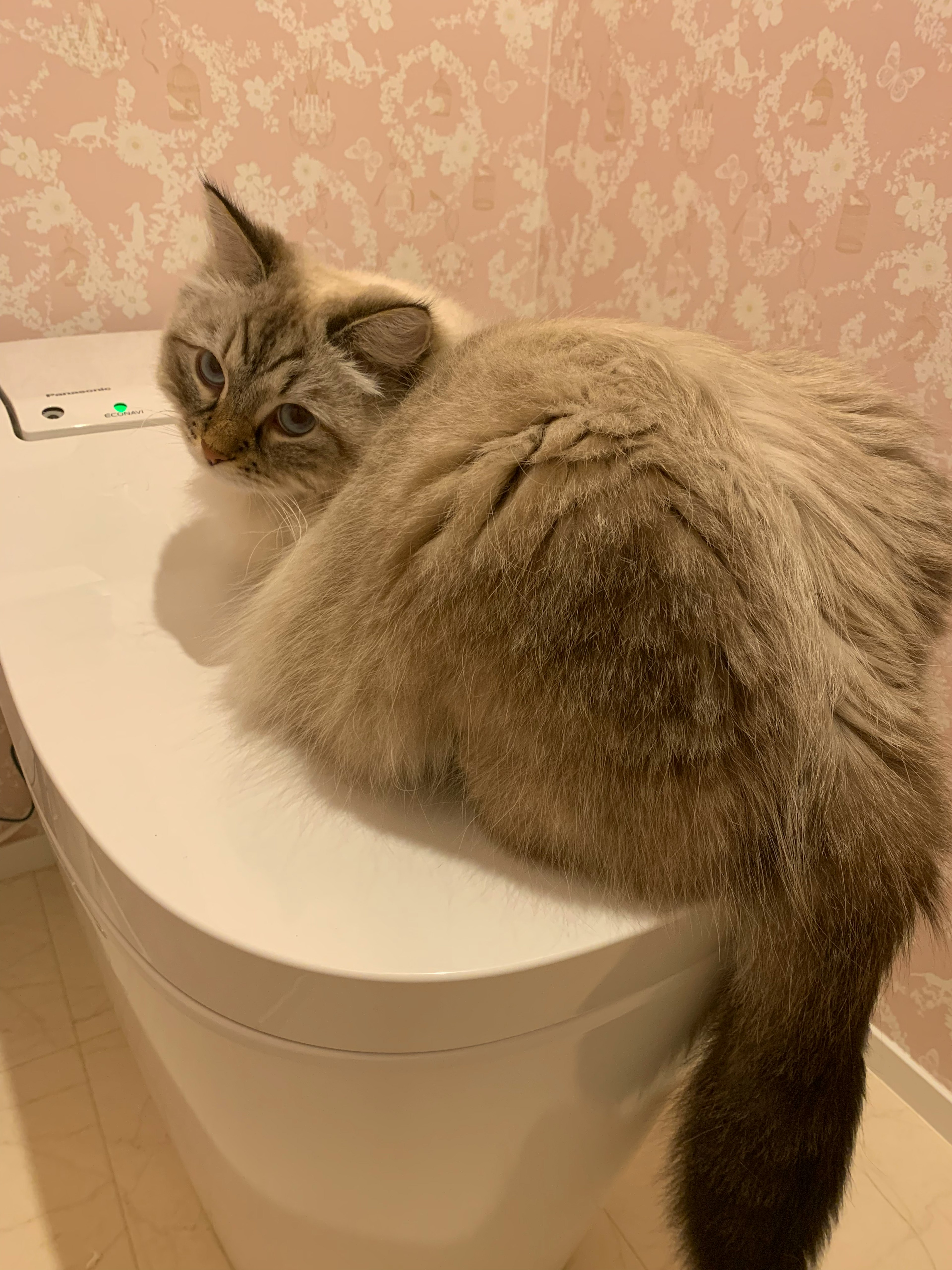 Fluffy cat sitting on top of a toilet