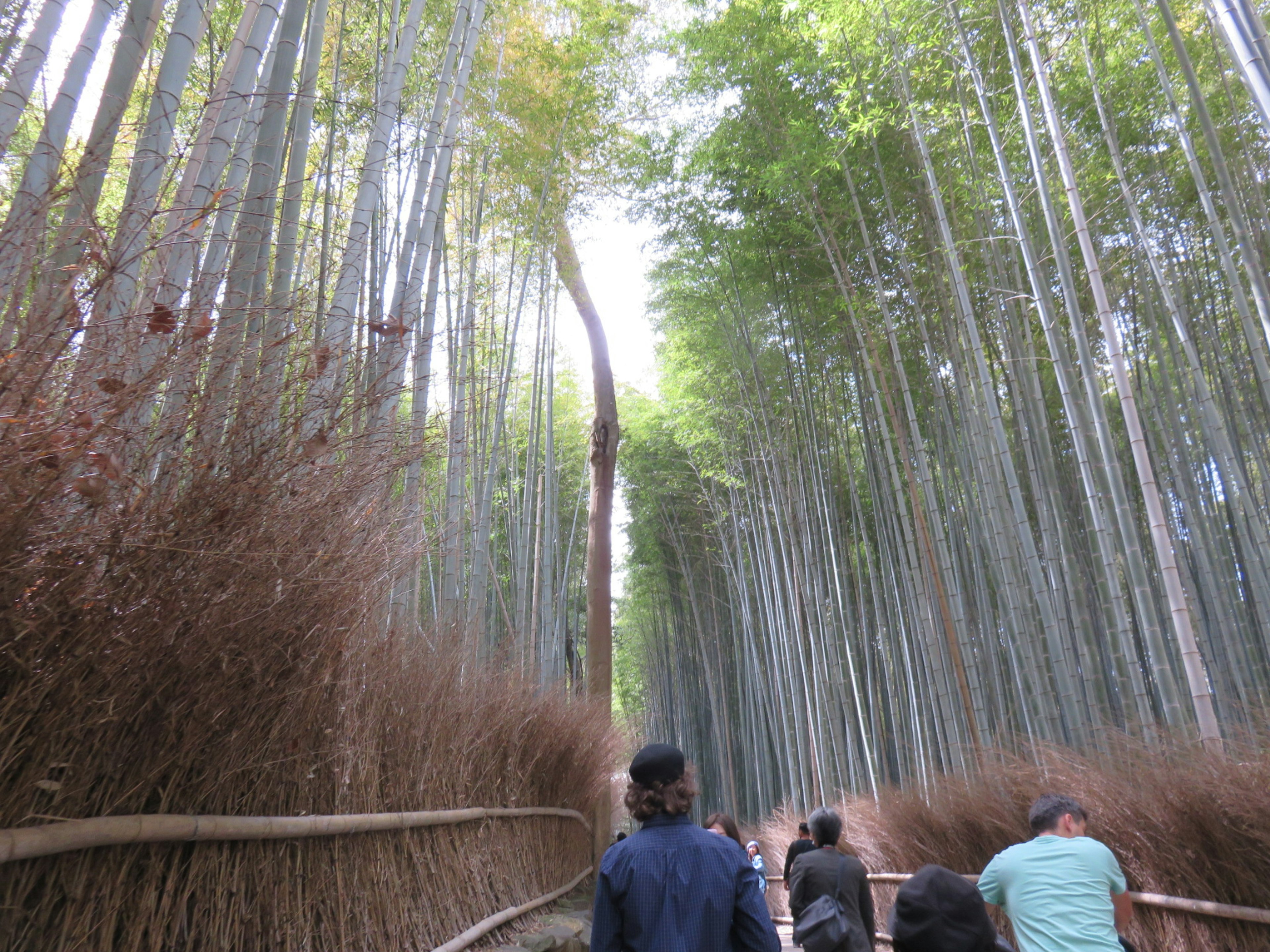 Path through a bamboo forest with people walking