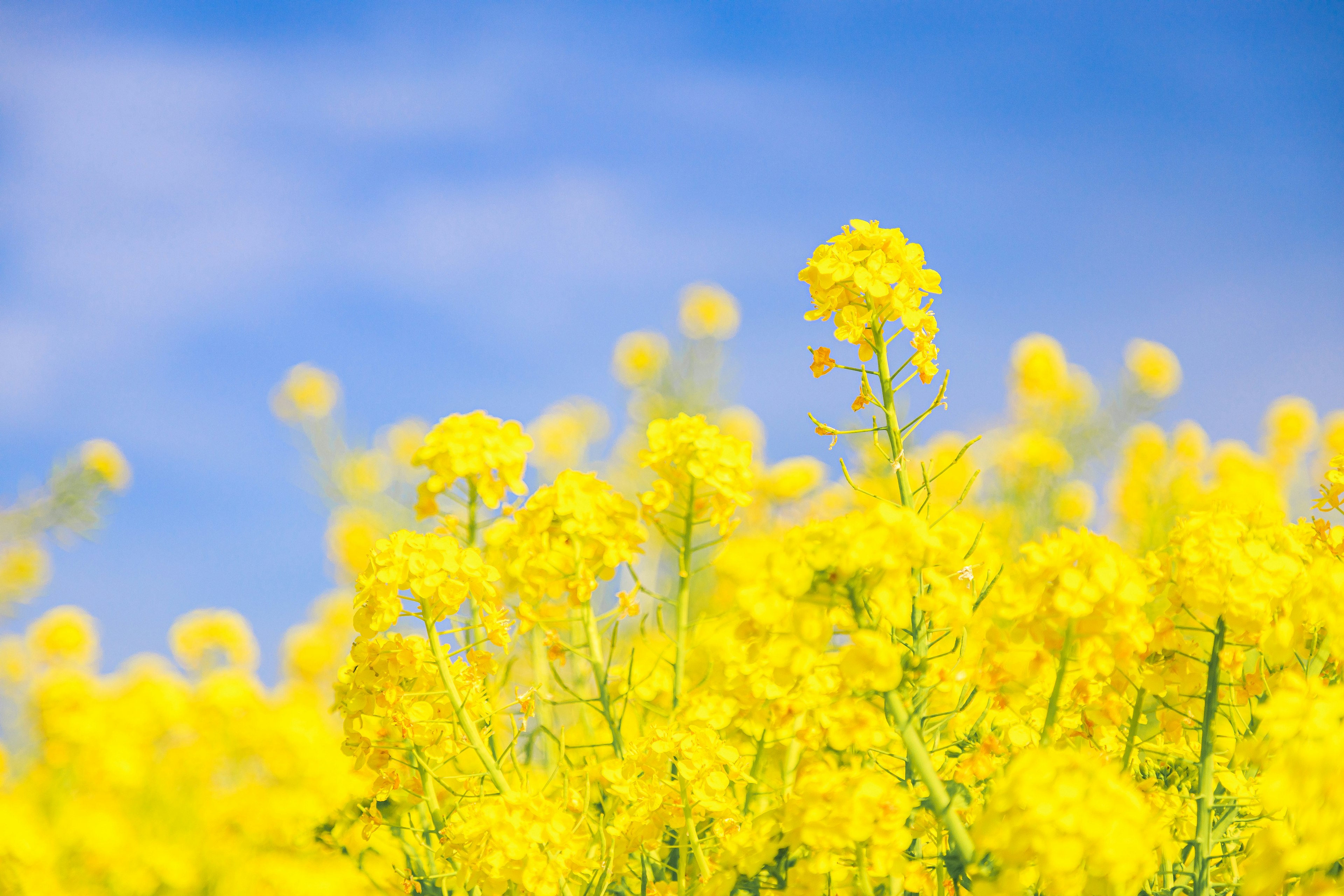 Feld mit leuchtend gelben Rapsblumen unter einem blauen Himmel