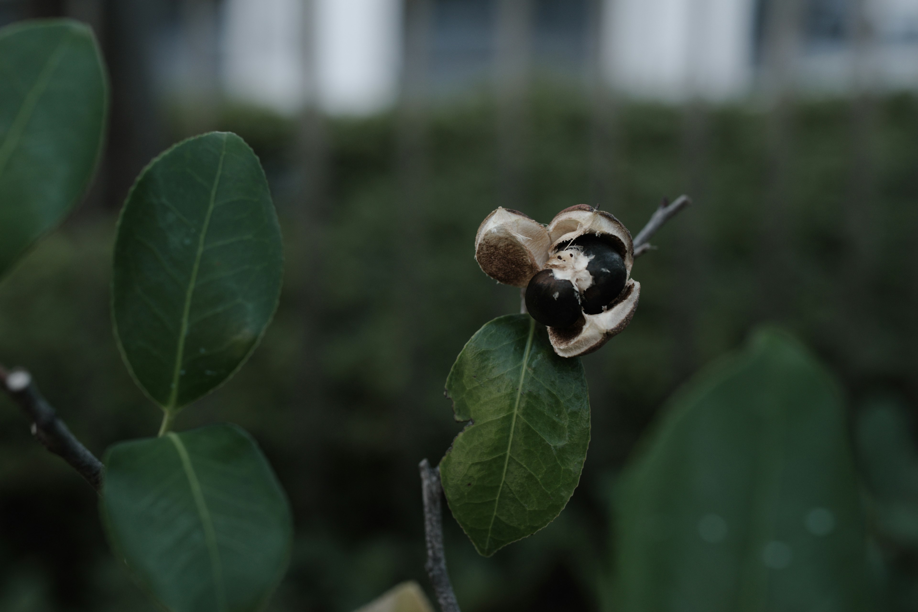 植物の葉と実の近接写真