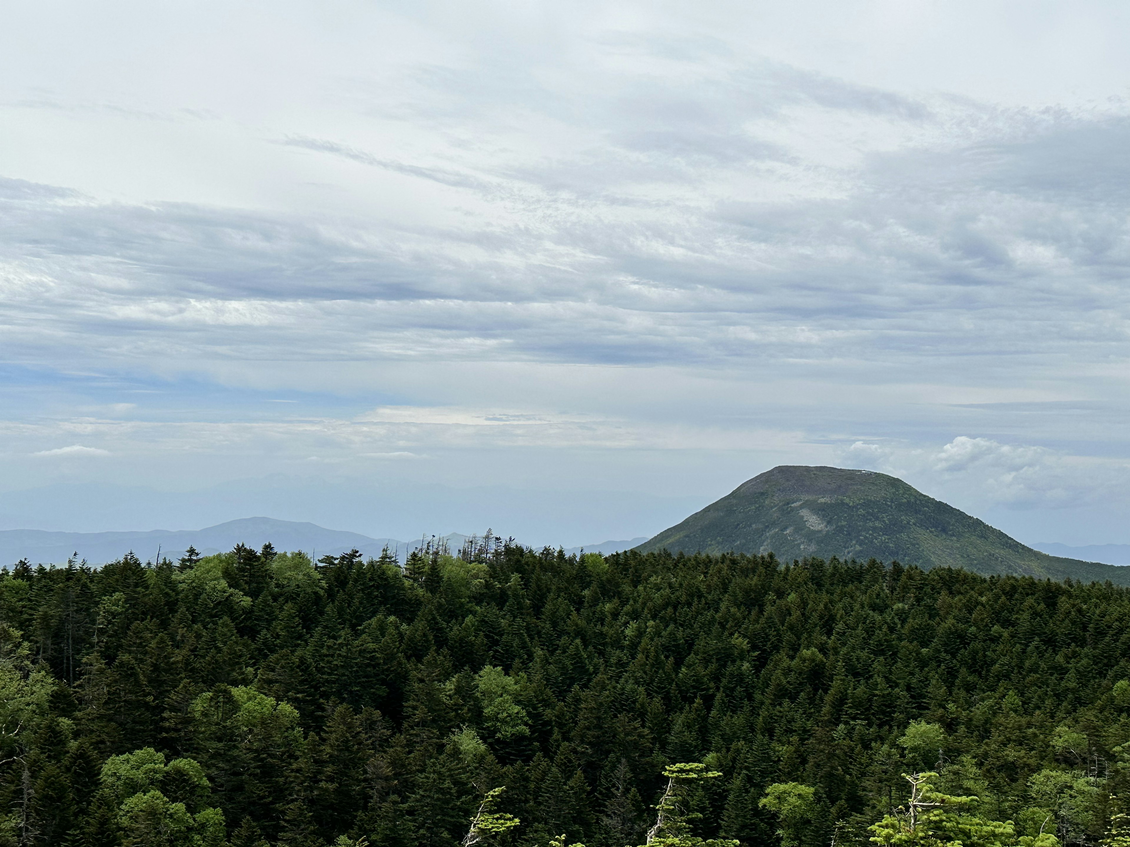 Vue panoramique d'une forêt verdoyante avec une montagne en arrière-plan