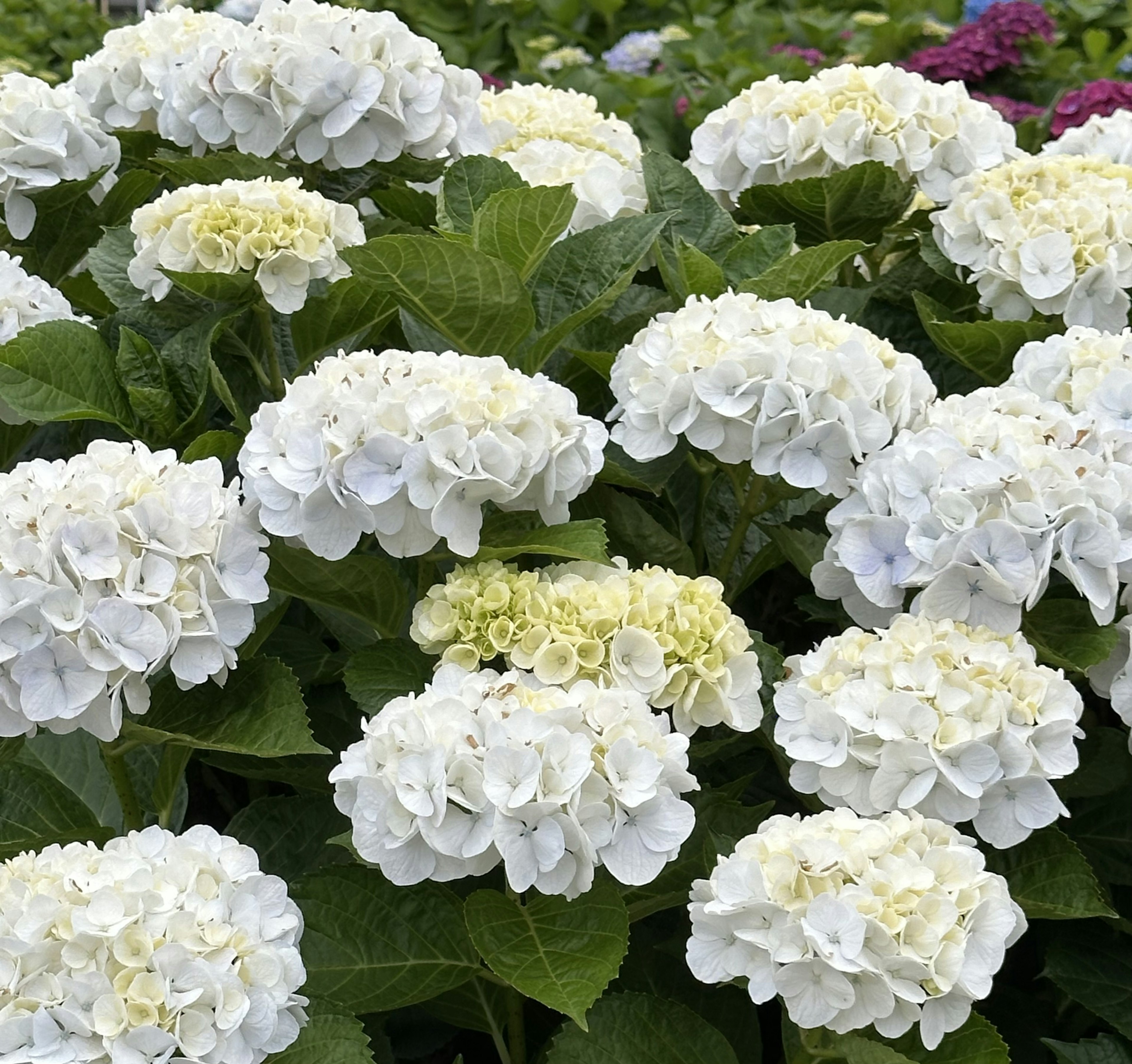 Un groupe de fleurs d'hortensia blanches entourées de feuilles vertes