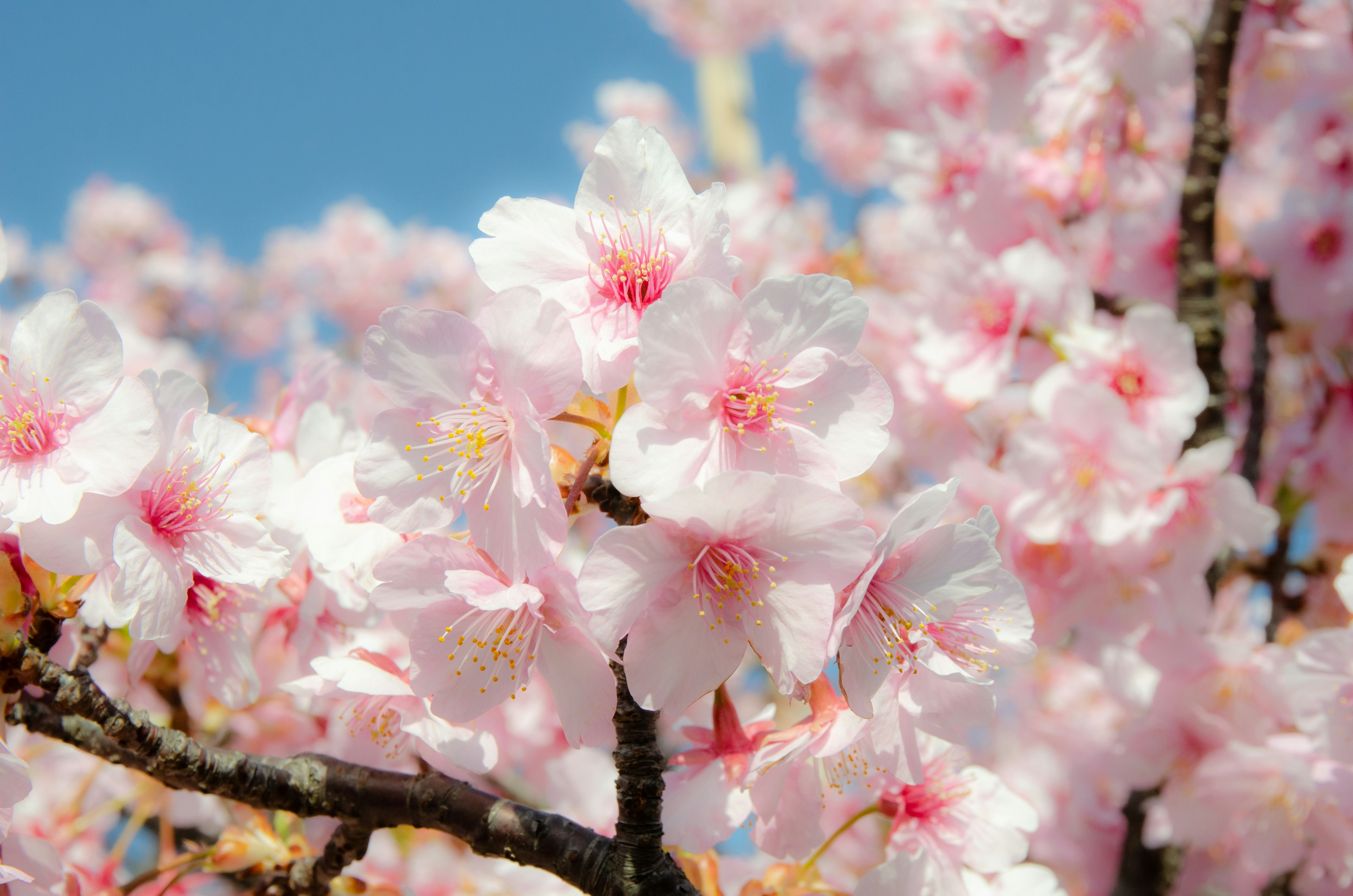 満開の桜の花が青空の下で咲いている