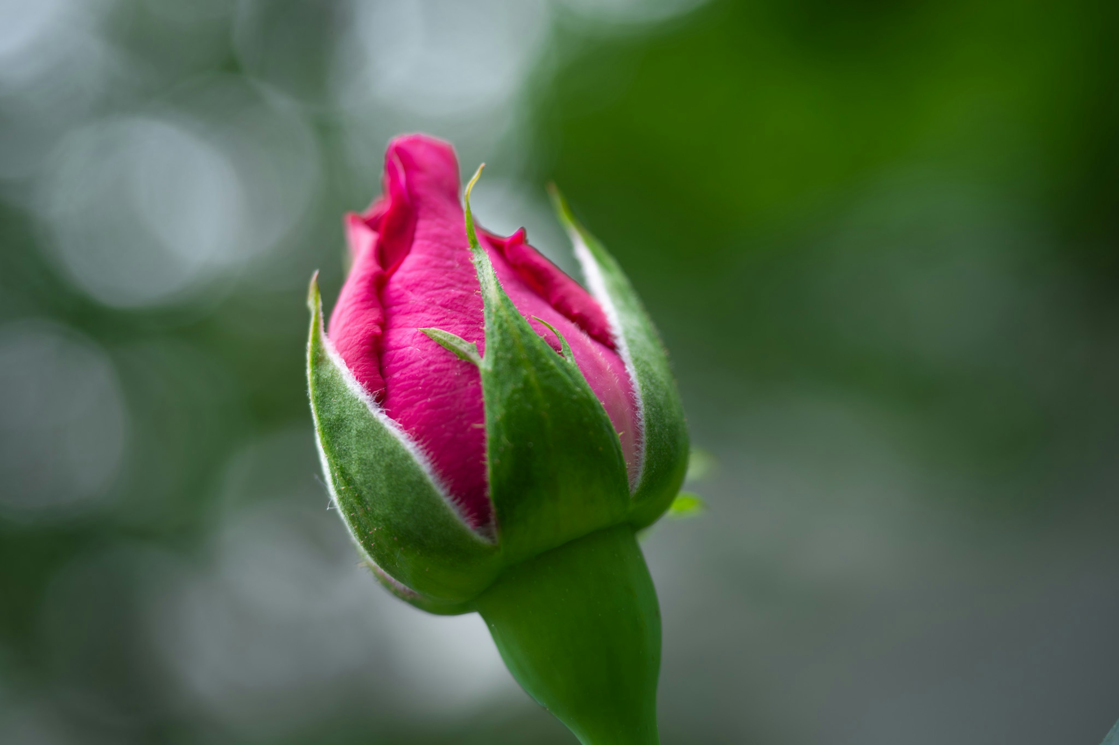 Un bocciolo di rosa rosa spicca su uno sfondo verde