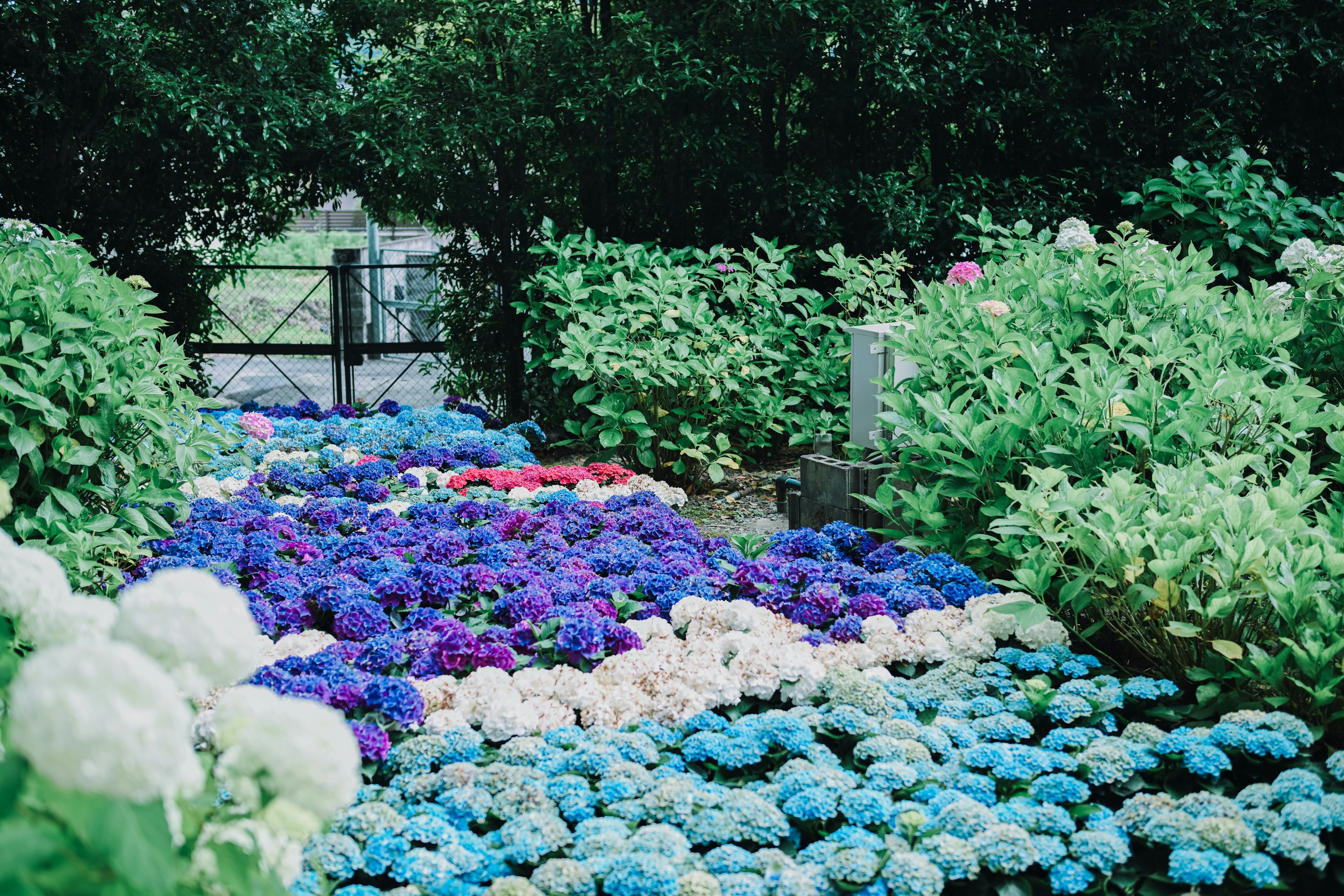 Une scène de jardin vibrante remplie d'hortensias bleus et violets entourés de verdure luxuriante