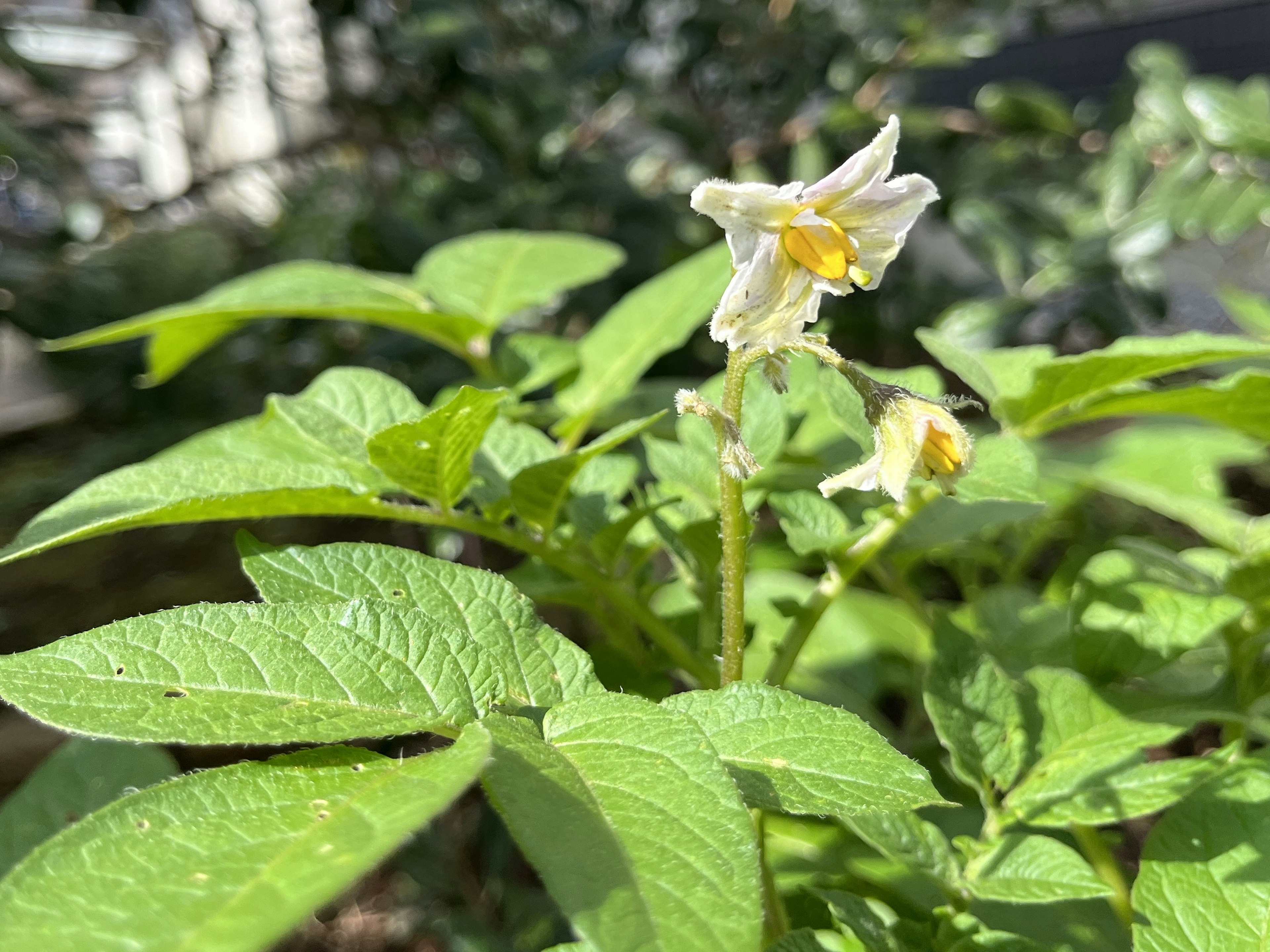 緑の葉と白い花を持つジャガイモの植物のクローズアップ