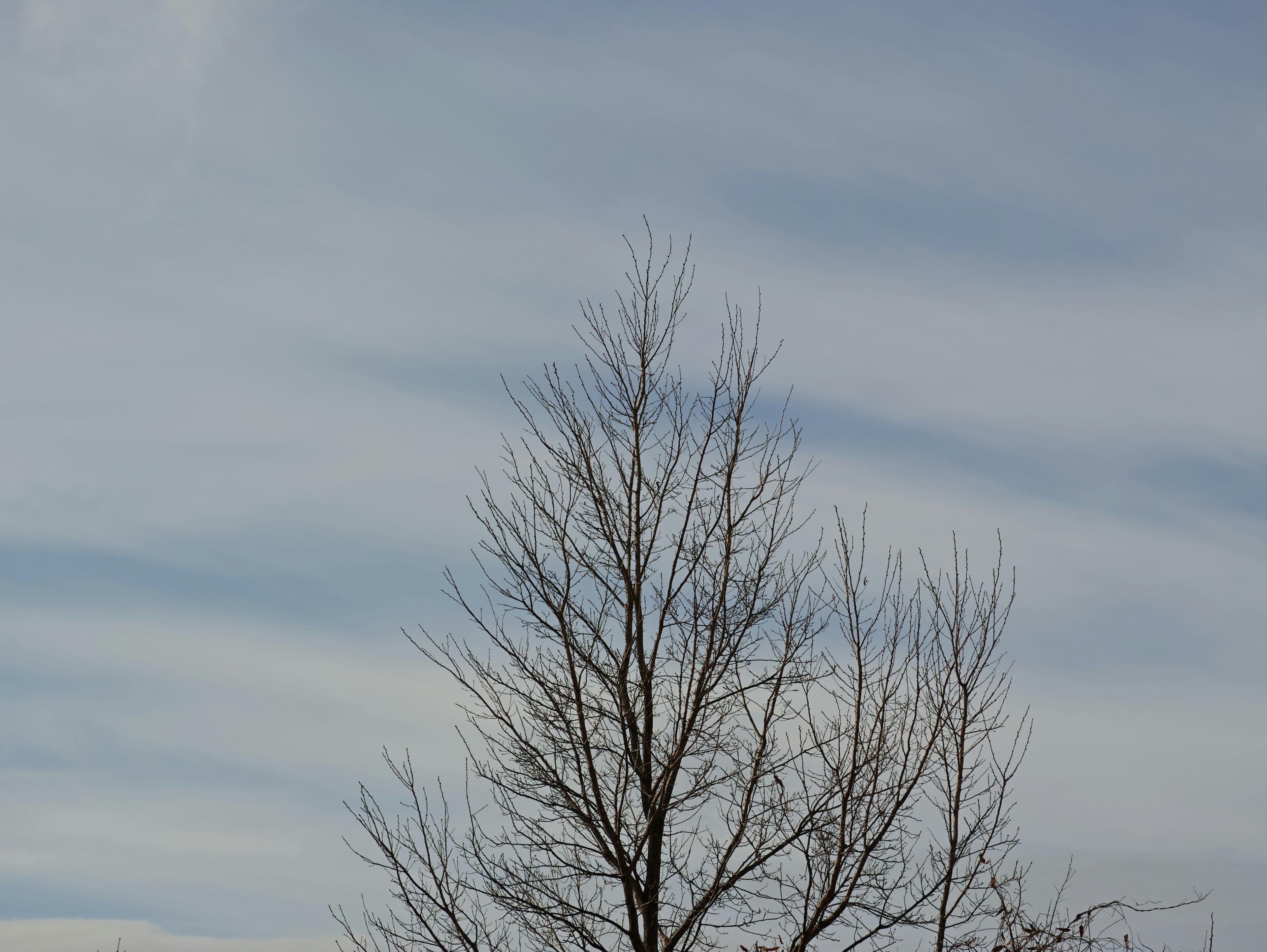 Silhouette of a bare tree against a blue sky