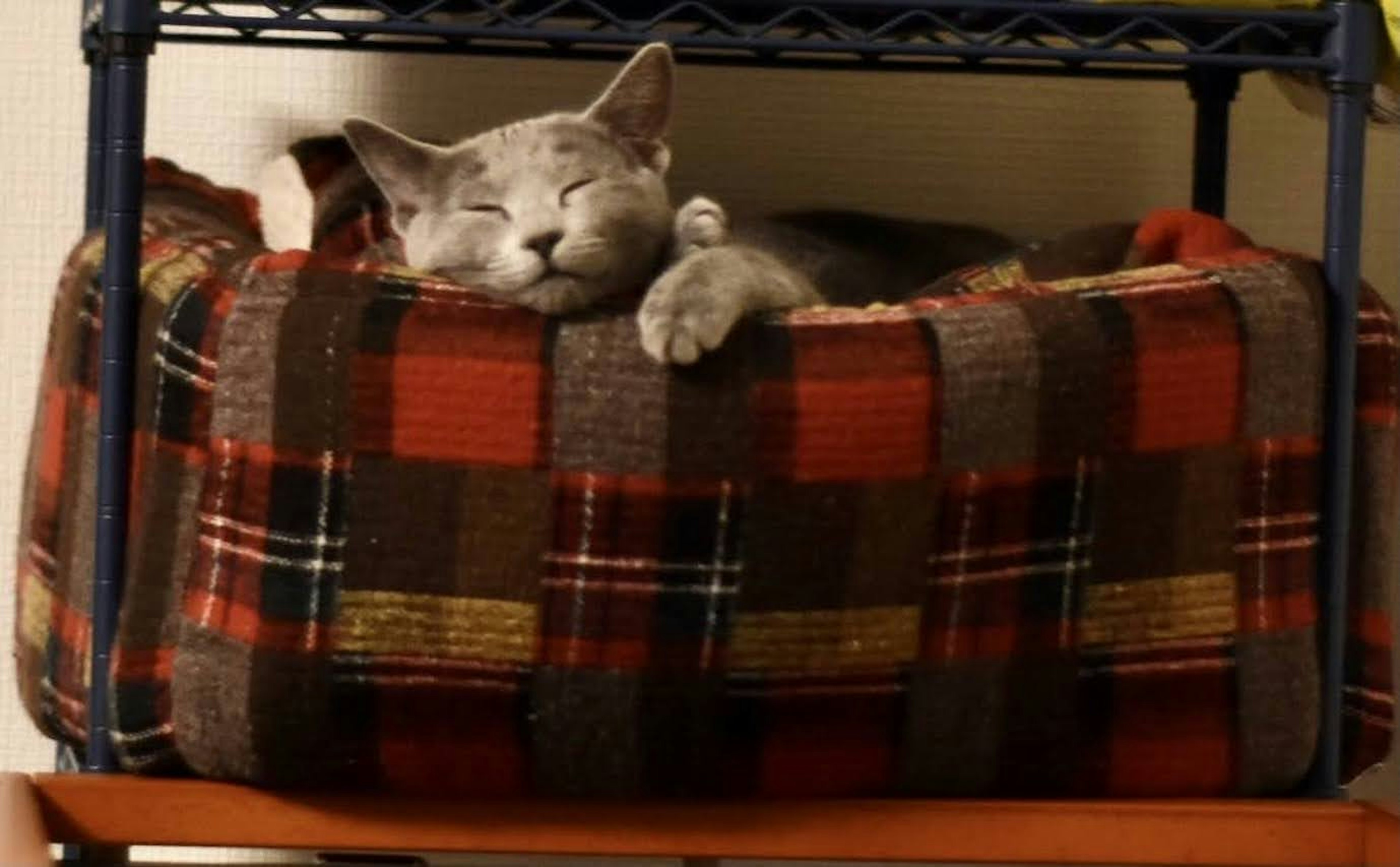 Gray cat sleeping in a checkered bed