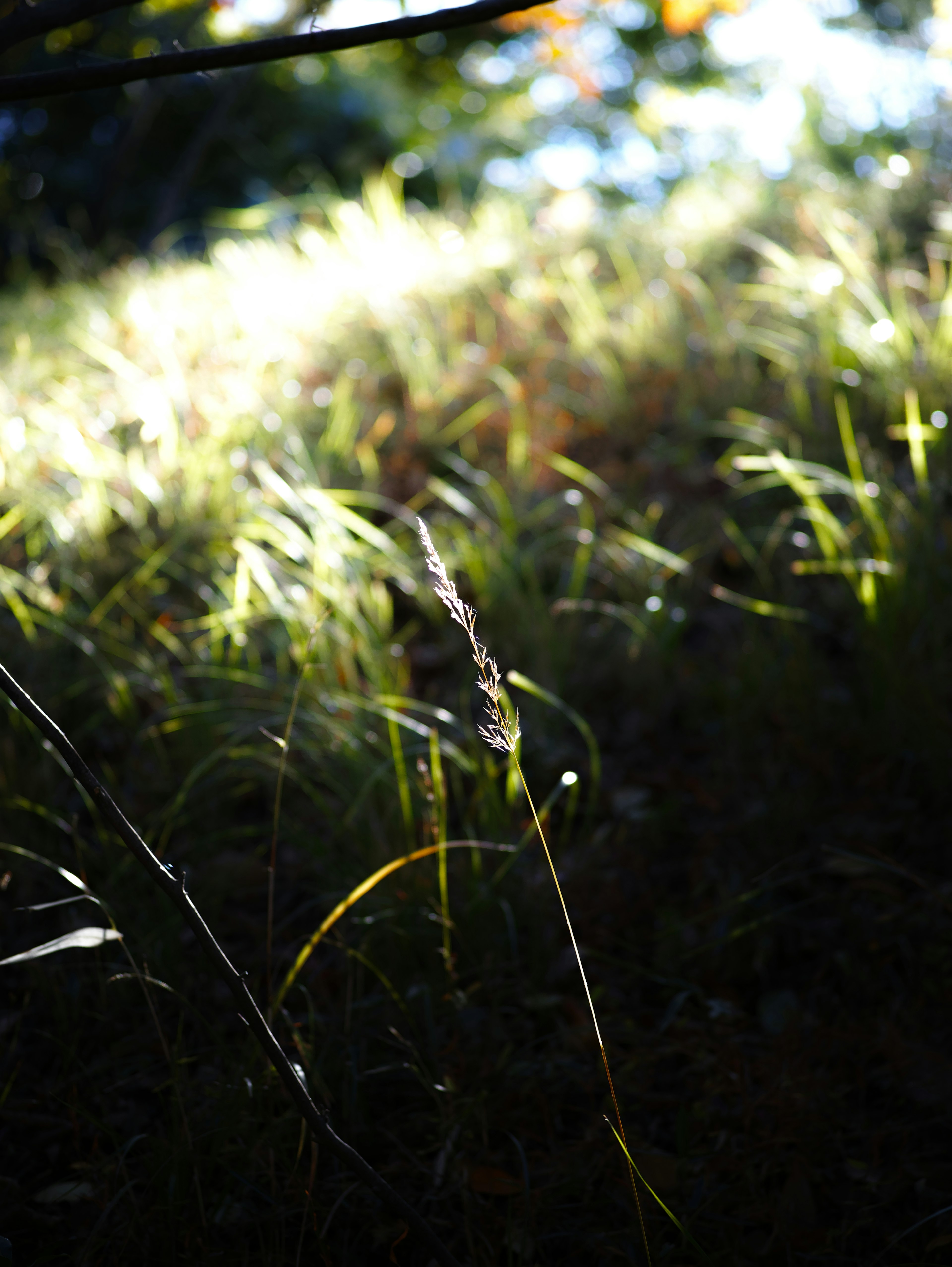 Backlit grass shining in a meadow with shadows