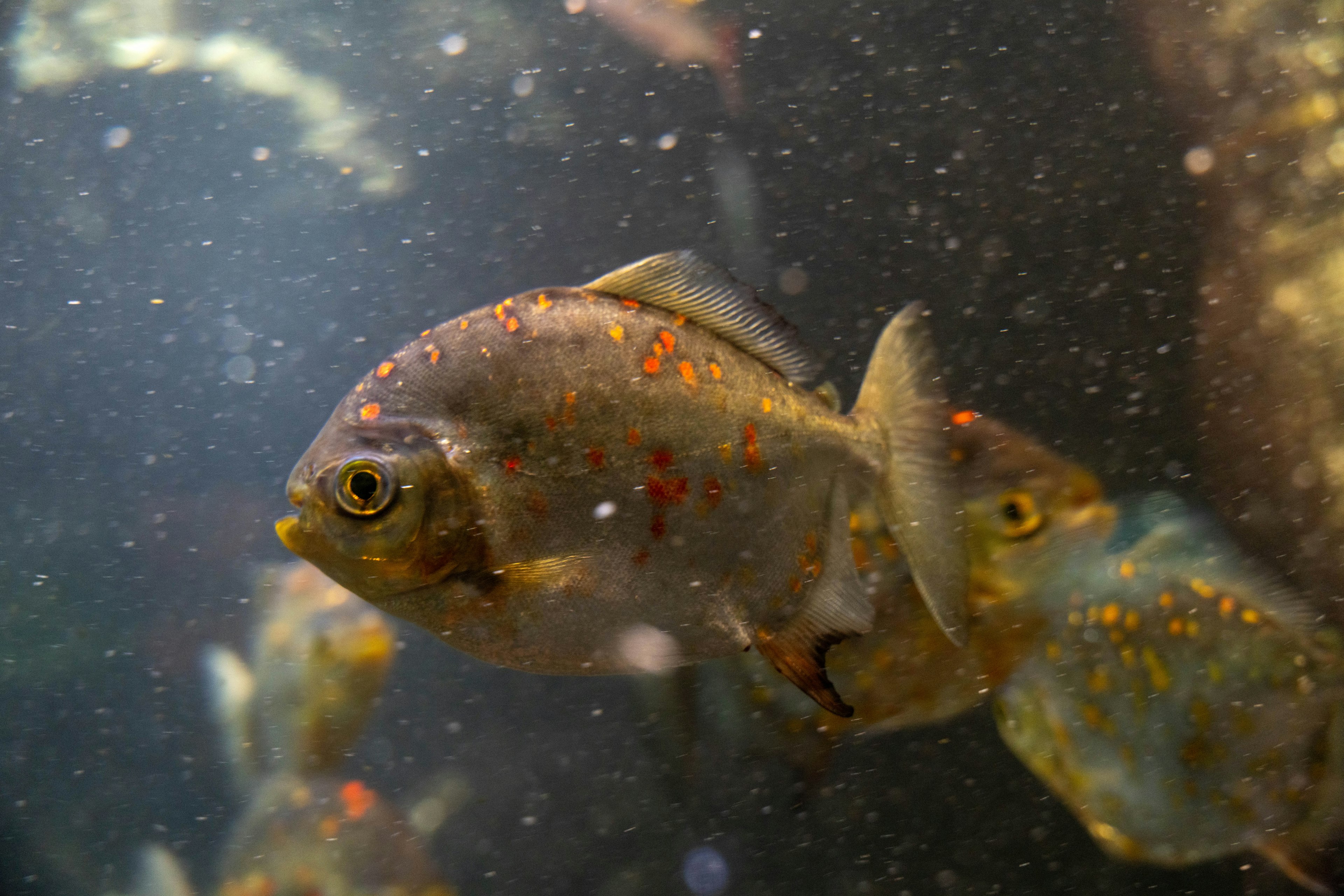 Acercamiento de un pez con manchas naranjas nadando bajo el agua