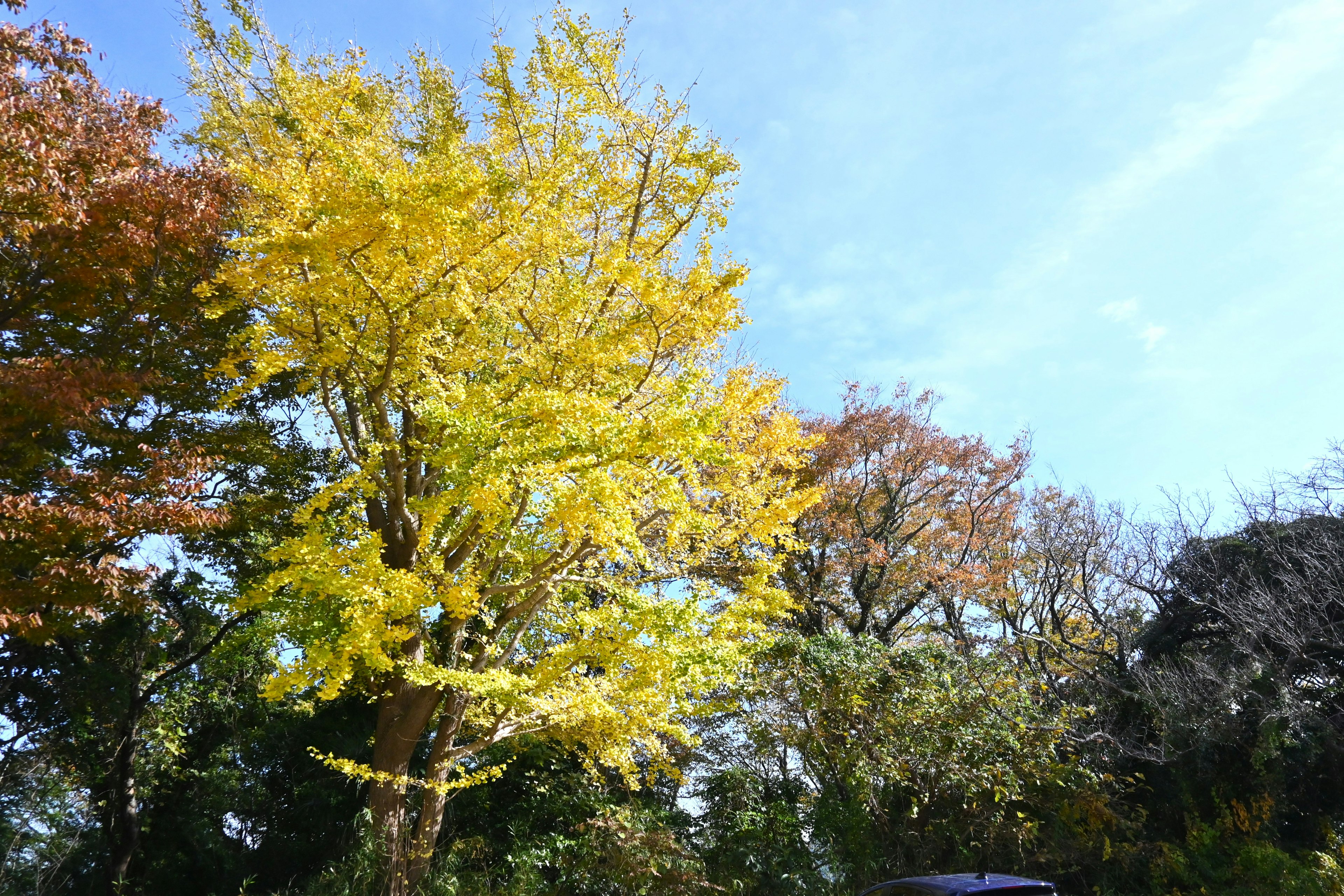 秋の黄色いイチョウの木と青い空