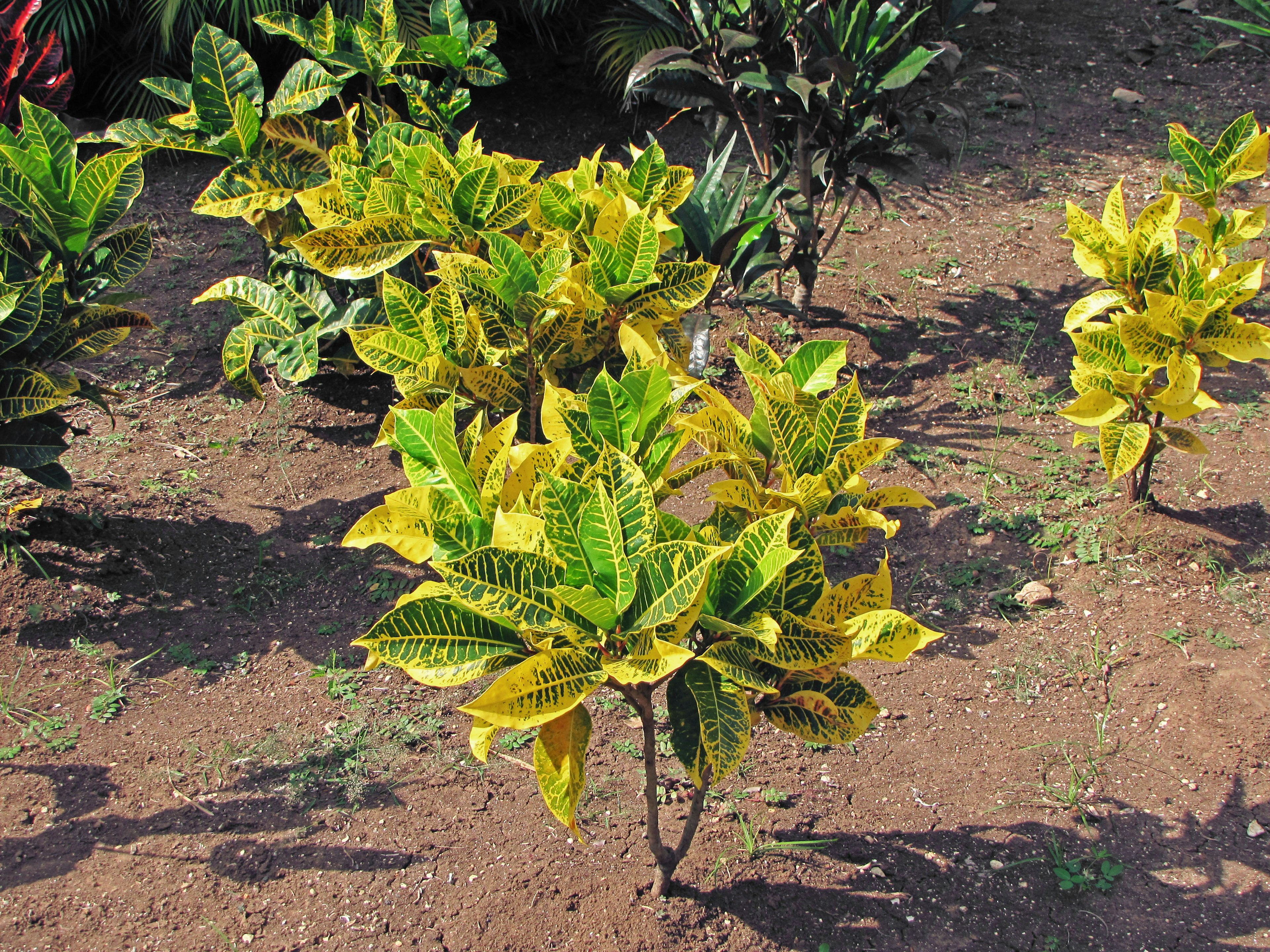 Kumpulan tanaman kecil dengan daun hijau dan kuning