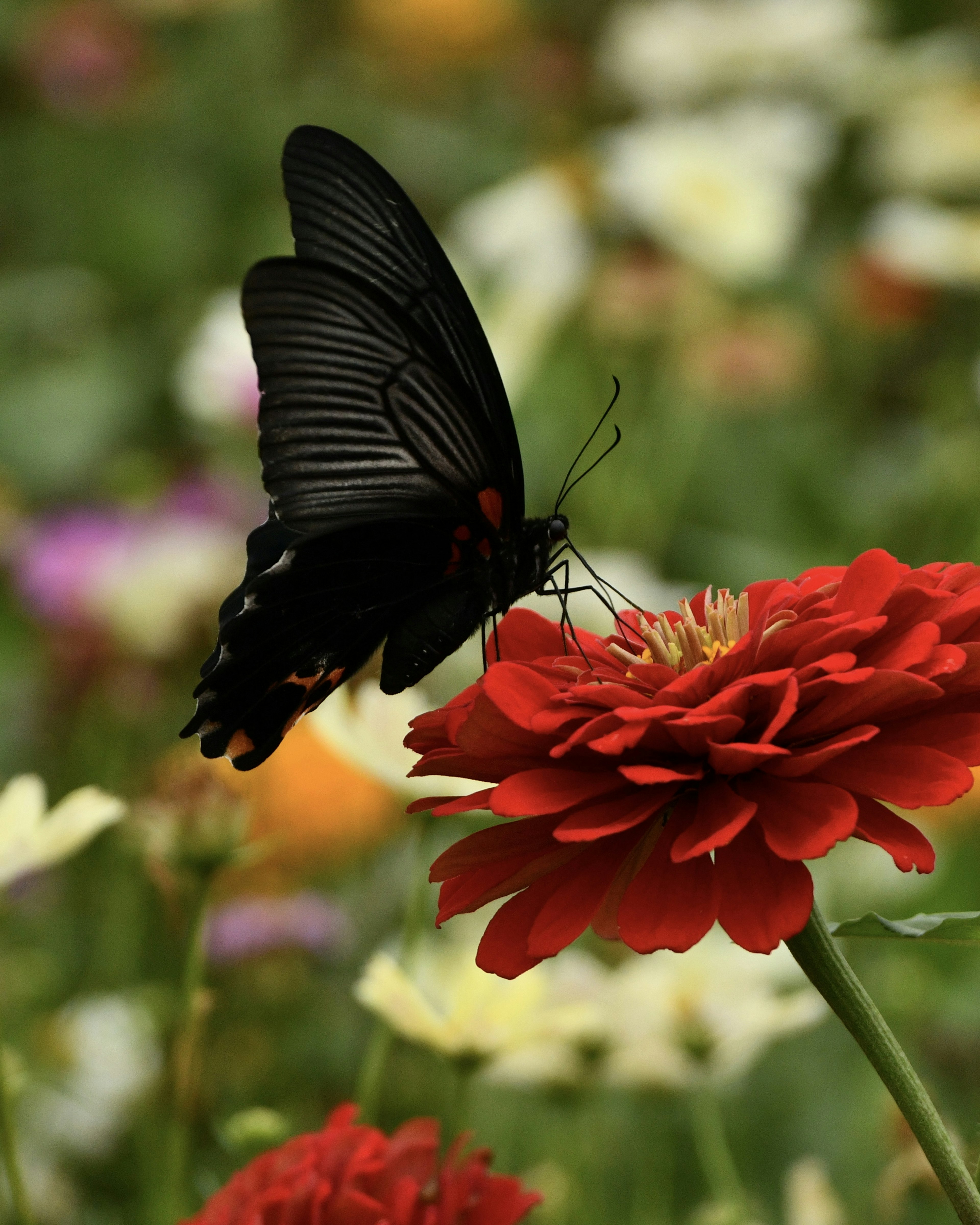 Un papillon noir posé sur une fleur rouge dans un jardin vibrant