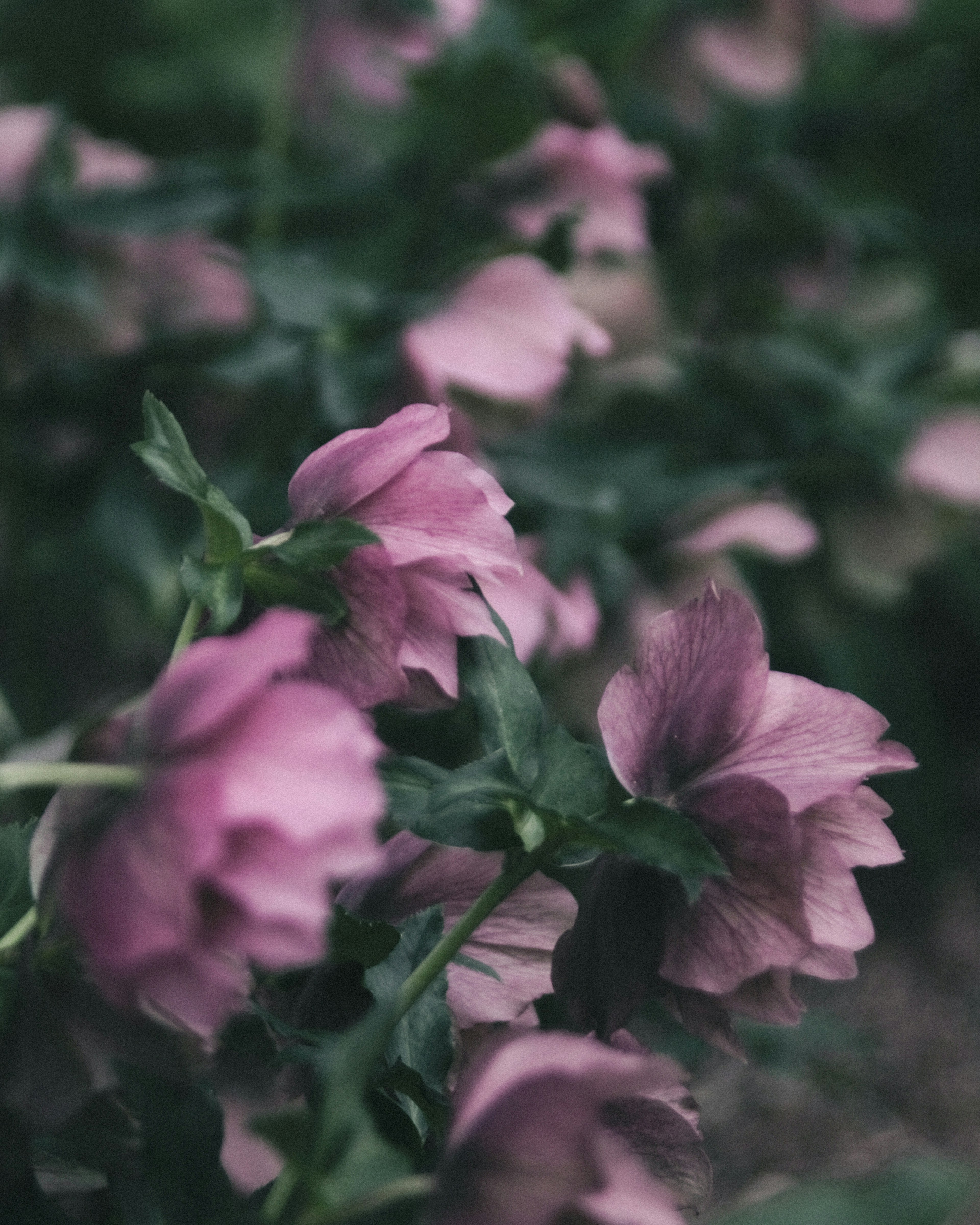 Primo piano di fiori rosa chiaro in un giardino