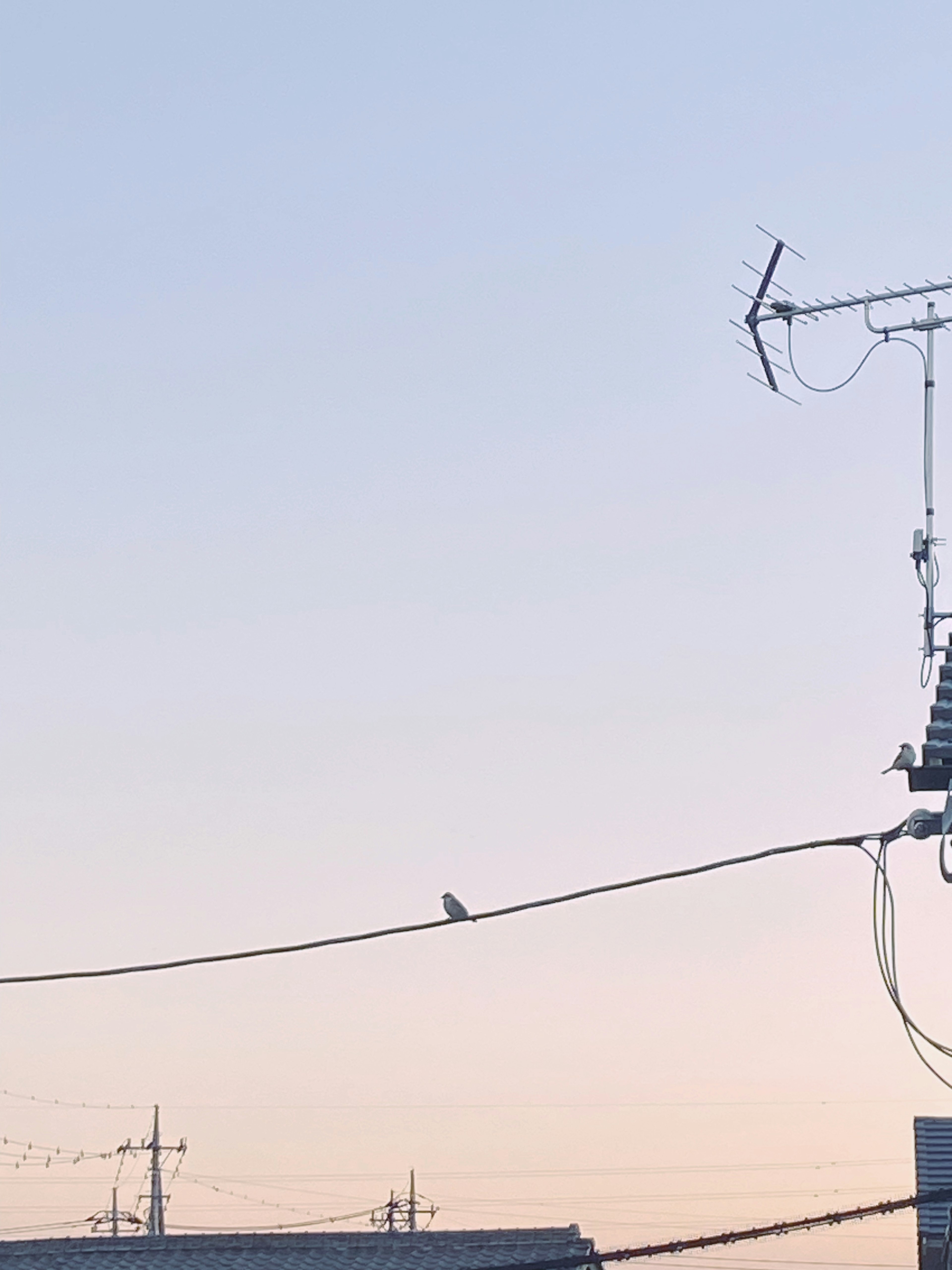 A small bird perched on a power line against a pastel sunset sky