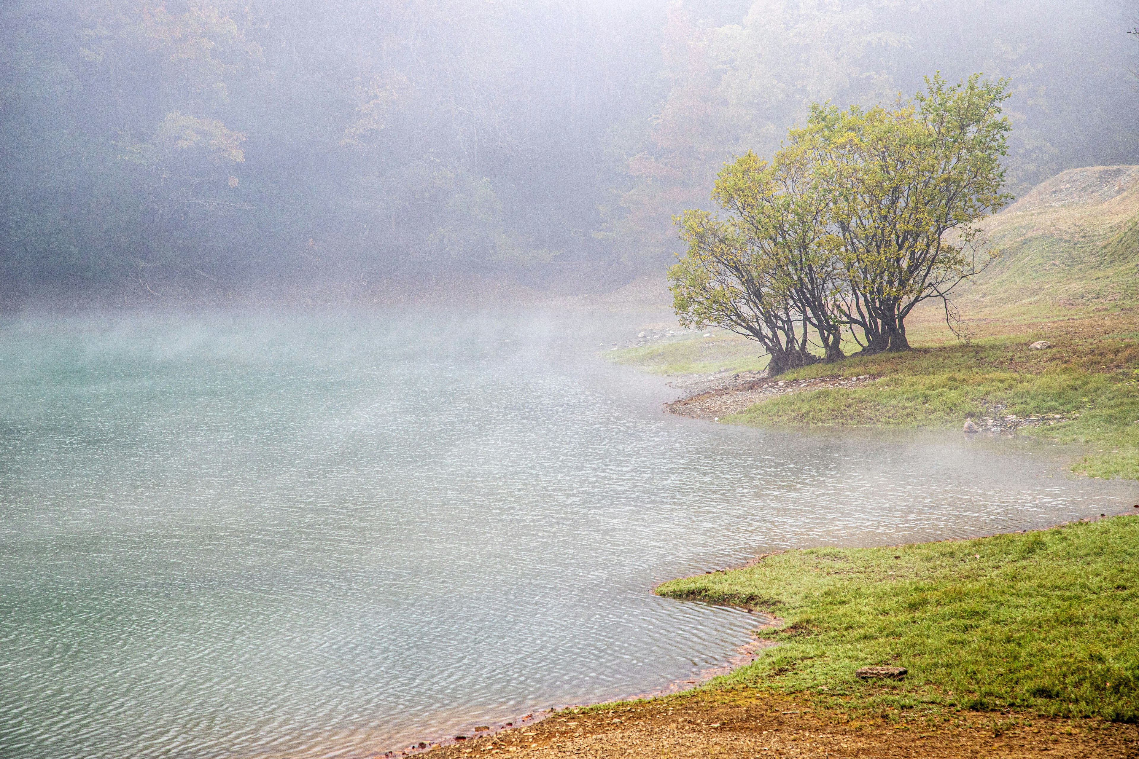 Danau tenang yang diselimuti kabut dengan pohon di tepi