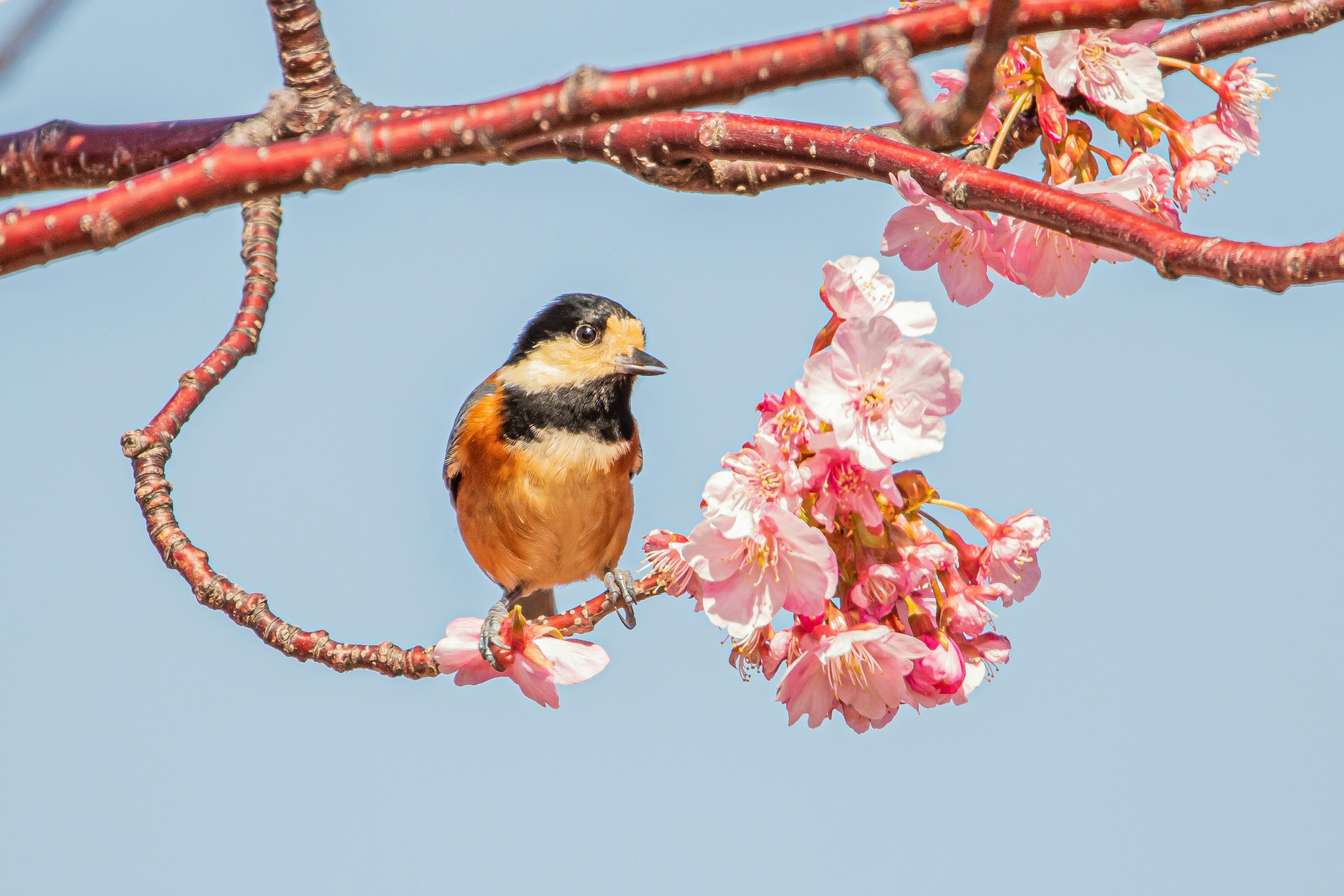 Pájaro naranja posado en flores de cerezo