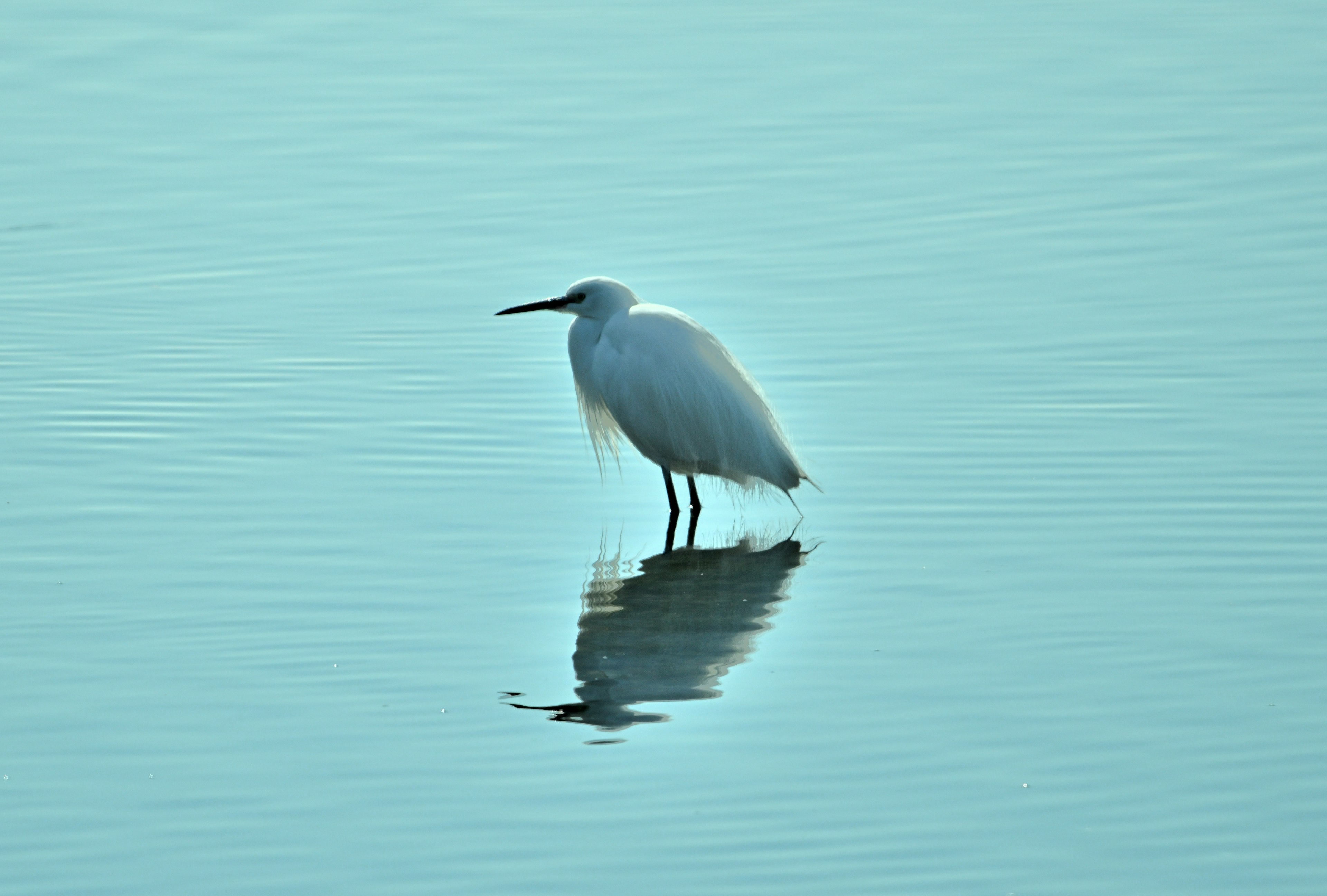 A solitary white egret standing on the water surface