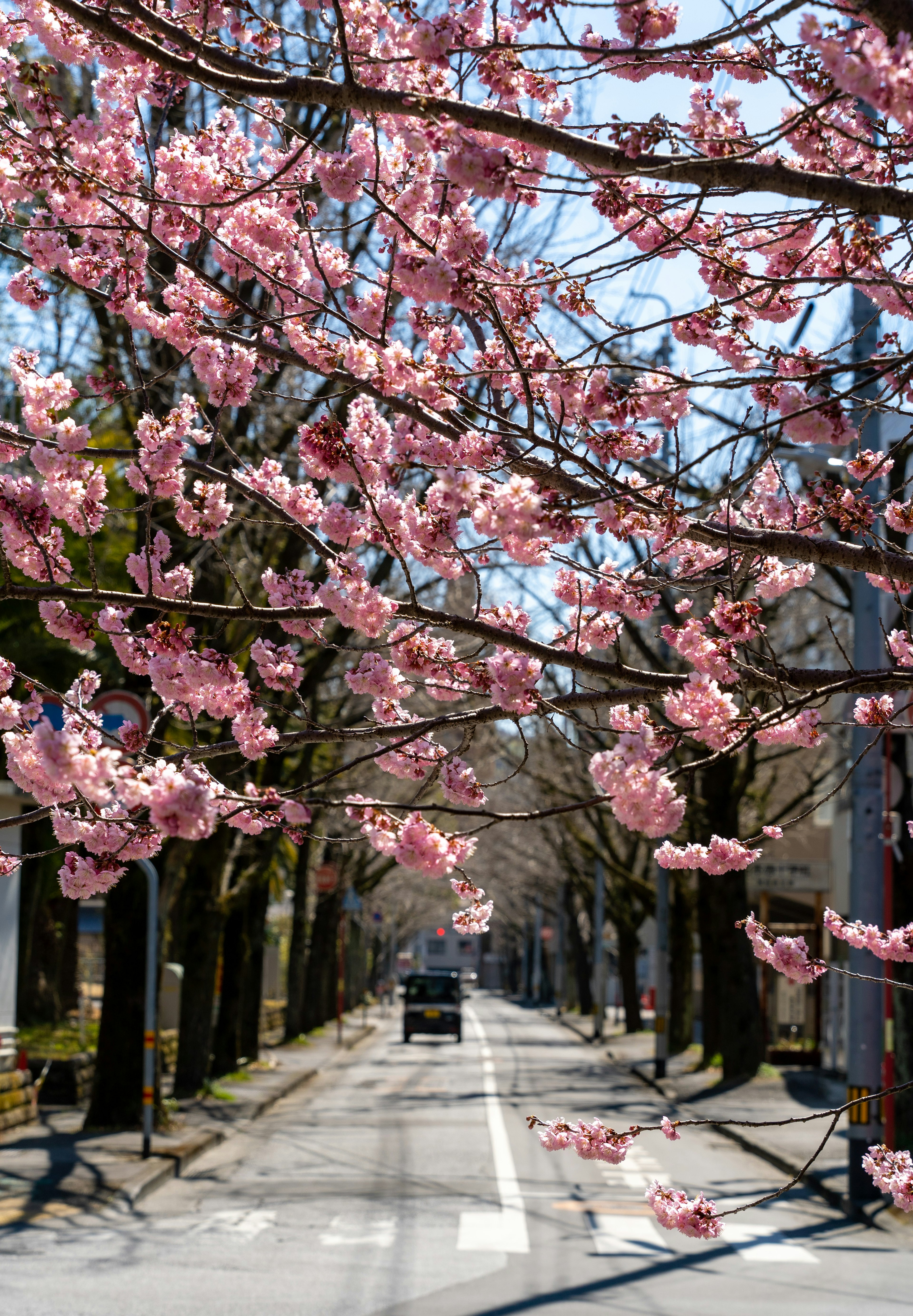 A street scene with cherry blossoms in bloom and a car driving by