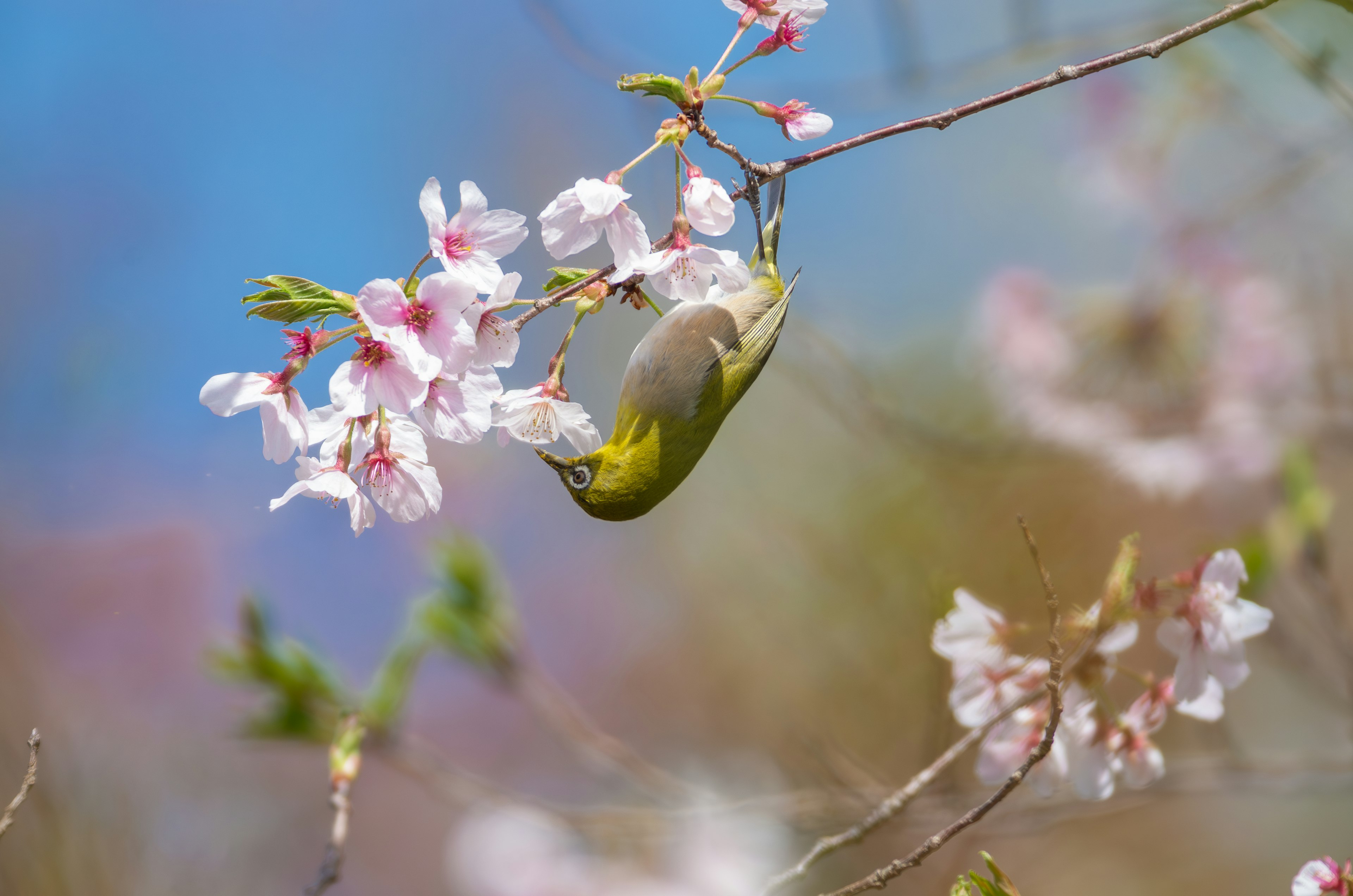 A small bird hanging on cherry blossoms