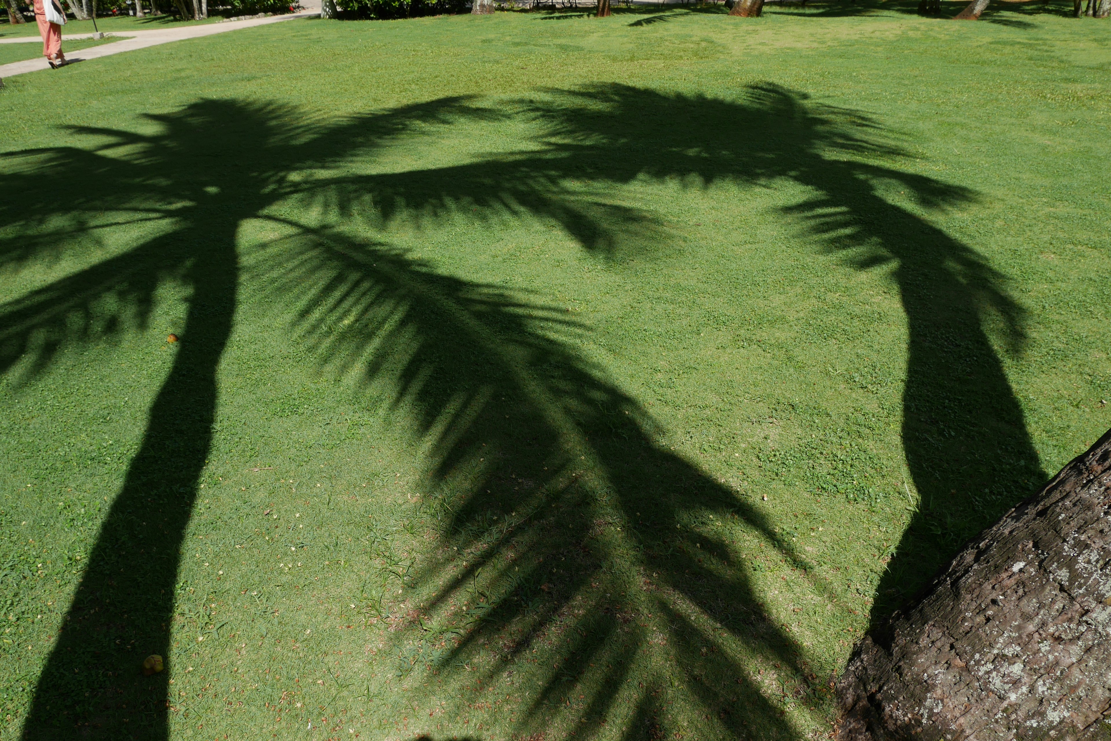 Shadows of palm trees on green grass