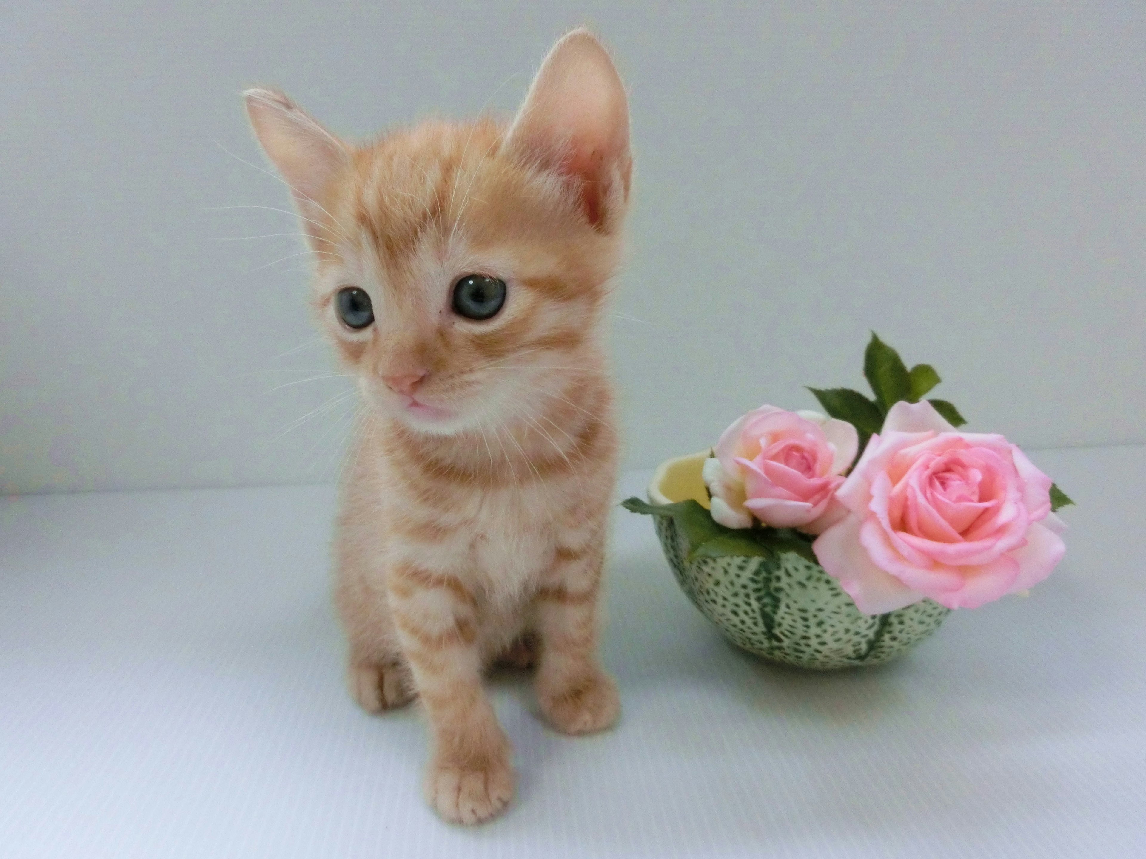 Gatito naranja sentado junto a rosas rosas