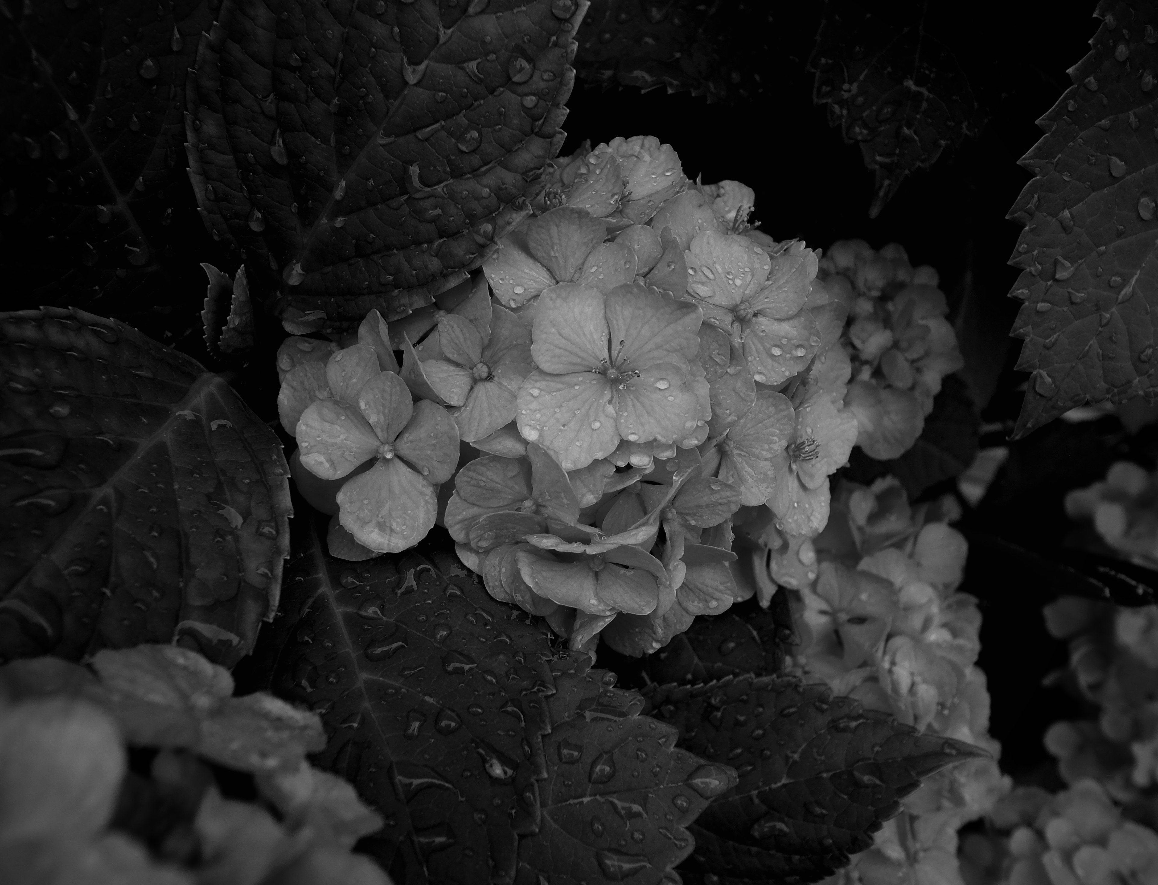 Close-up of black and white hydrangea flowers and leaves with water droplets