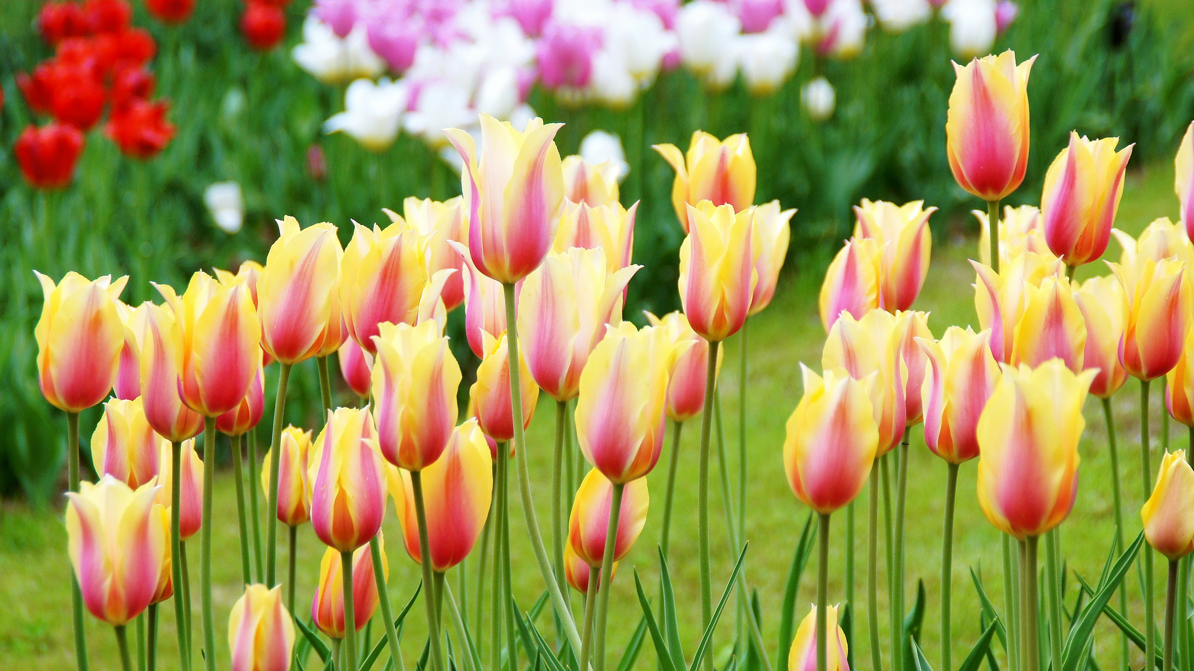 色とりどりのチューリップの花が咲いている風景