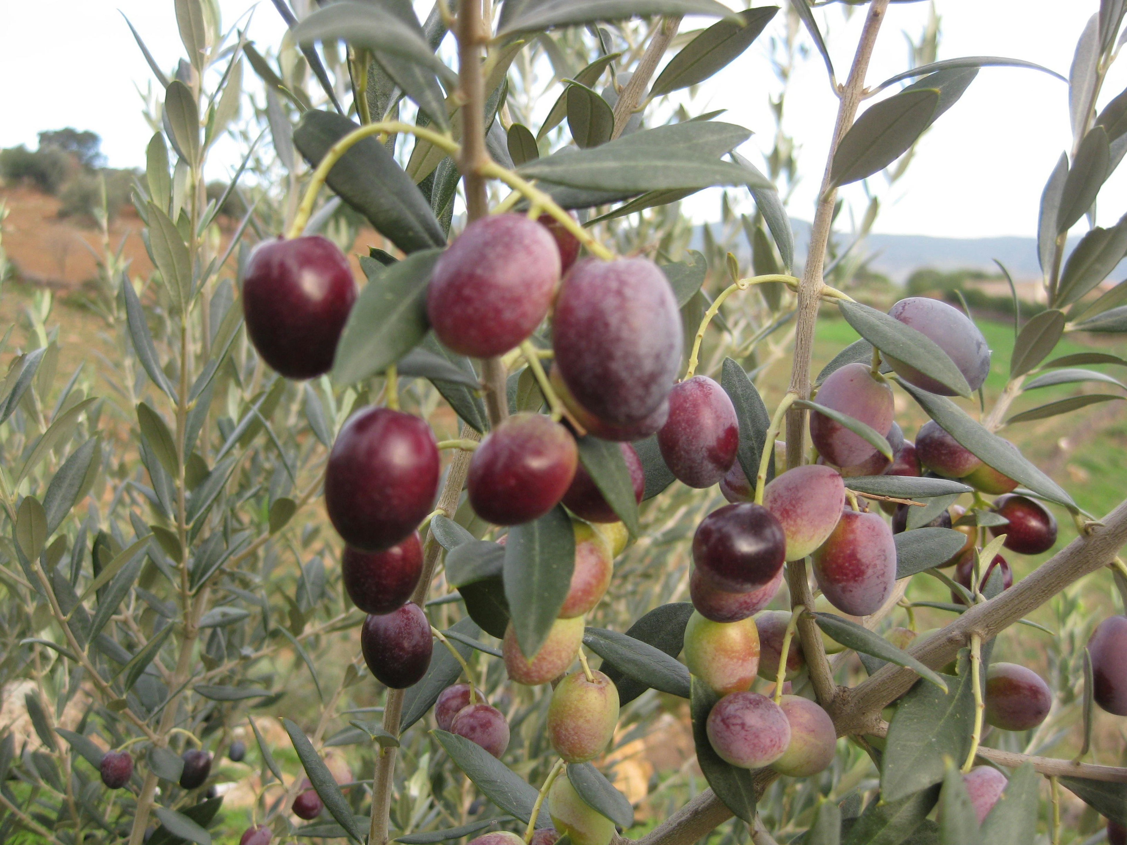 Olives colorées suspendues à un olivier