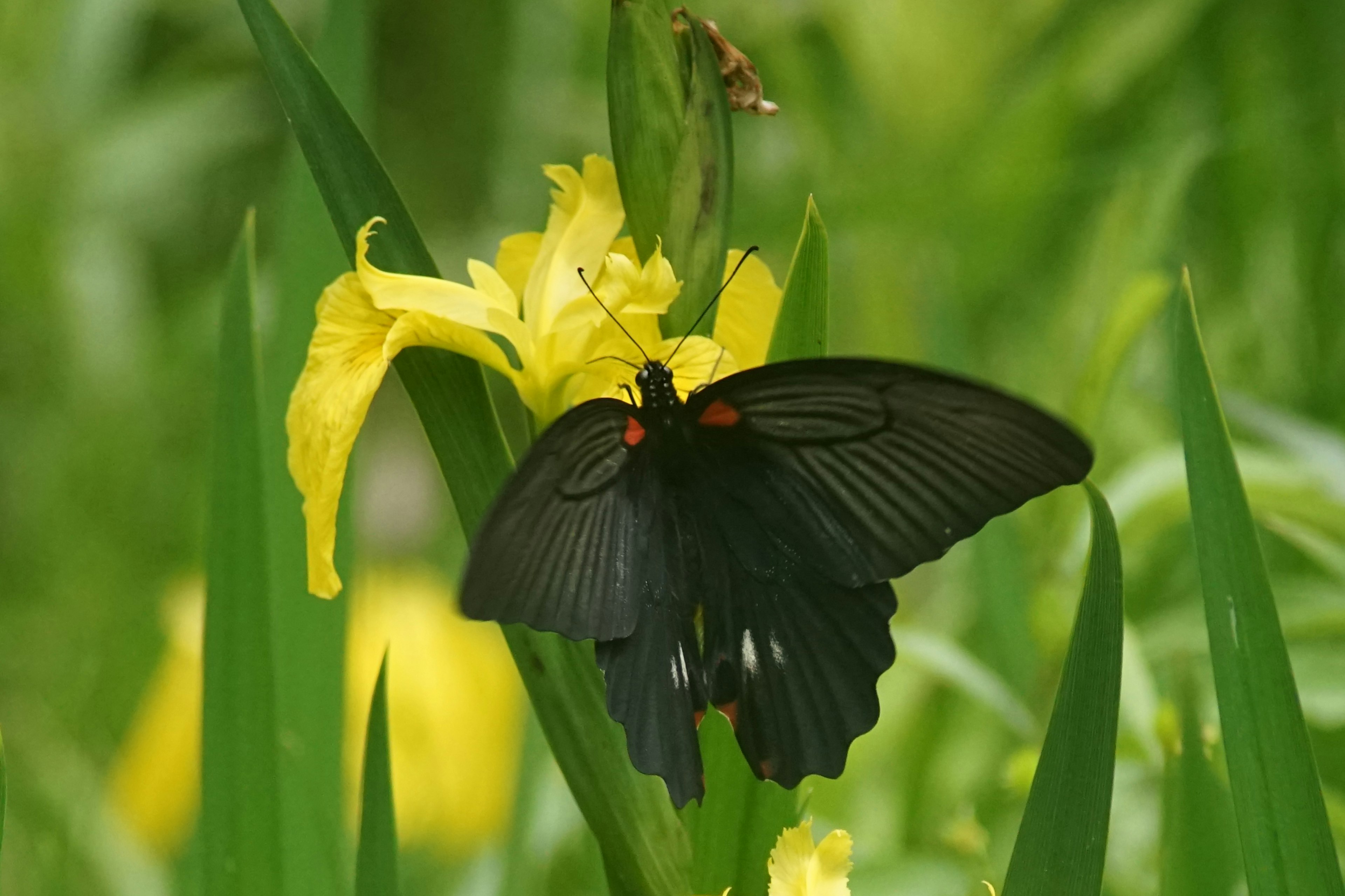 Ein schwarzer Schmetterling sitzt auf einer gelben Blume