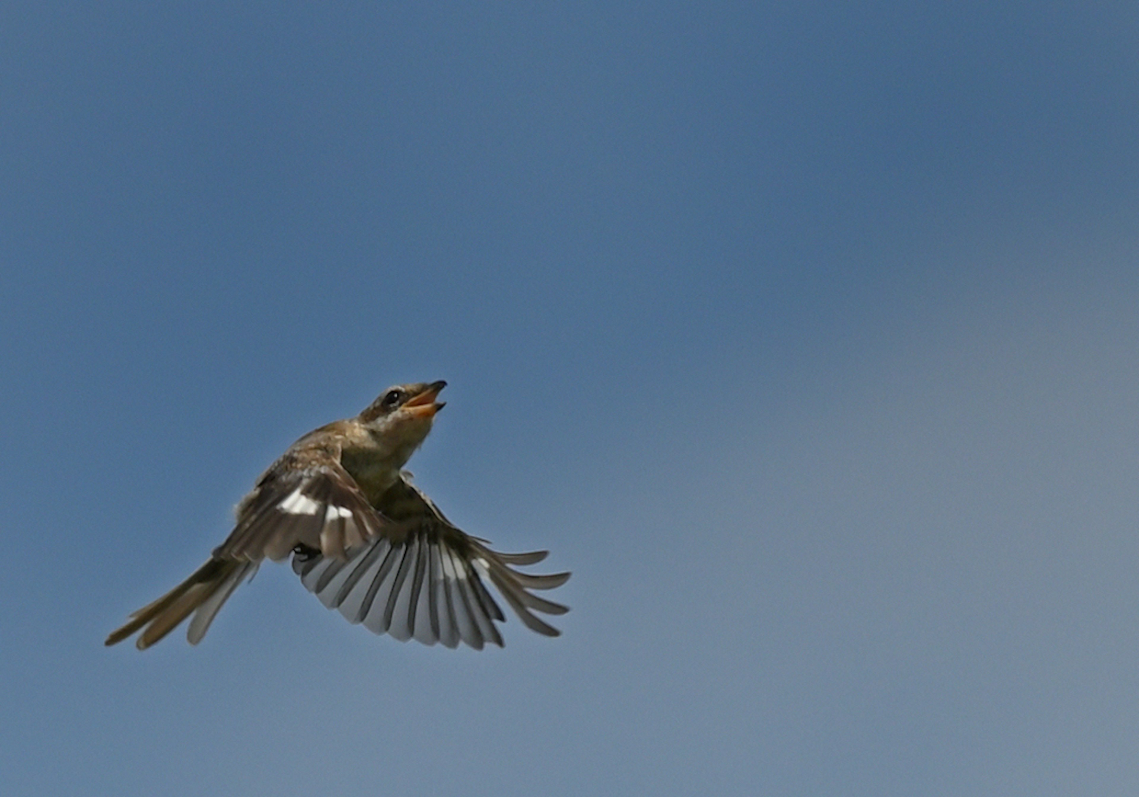 Ein kleiner Vogel fliegt vor einem klaren blauen Himmel