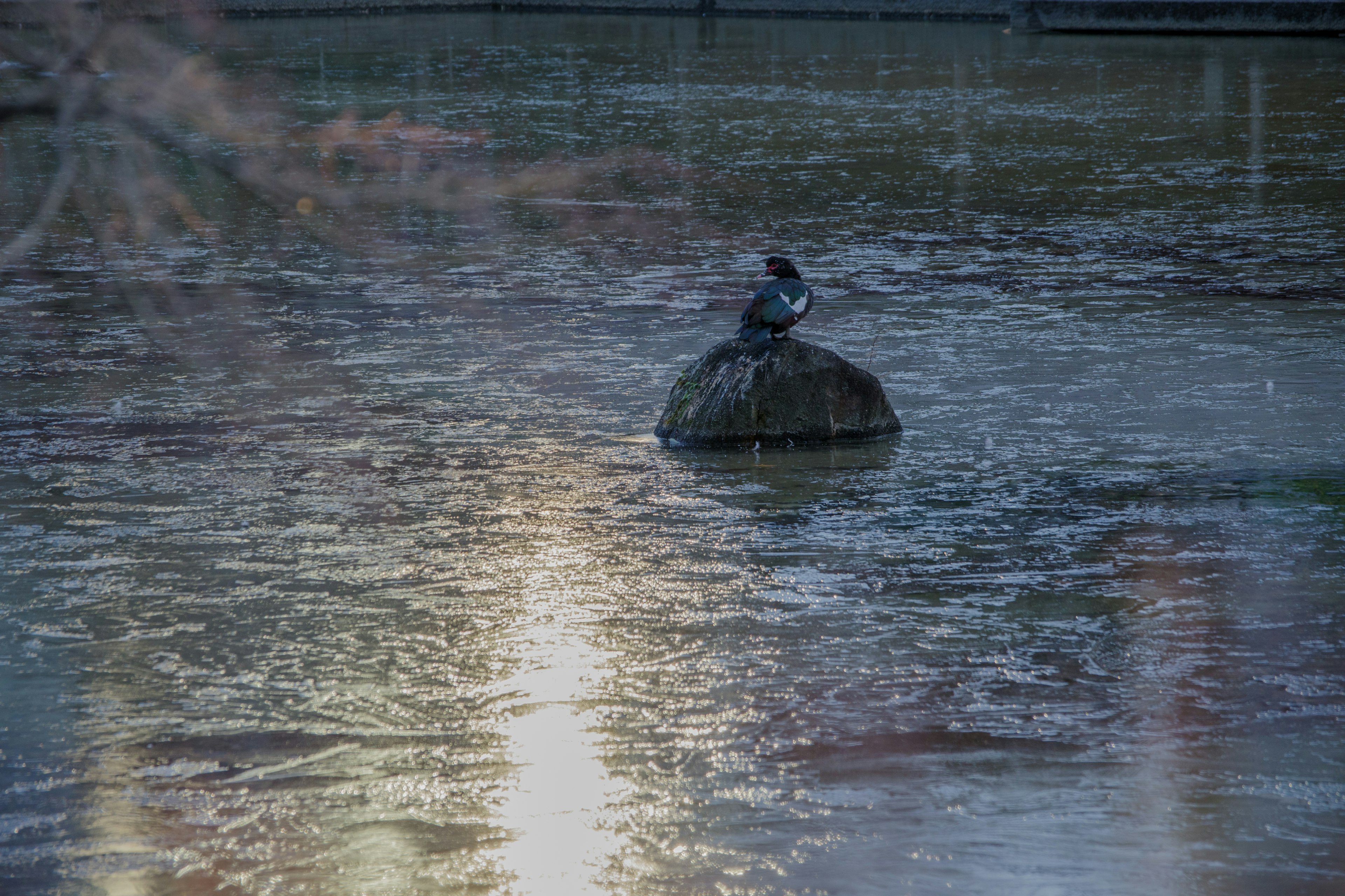 Canard assis sur une tortue dans l'eau