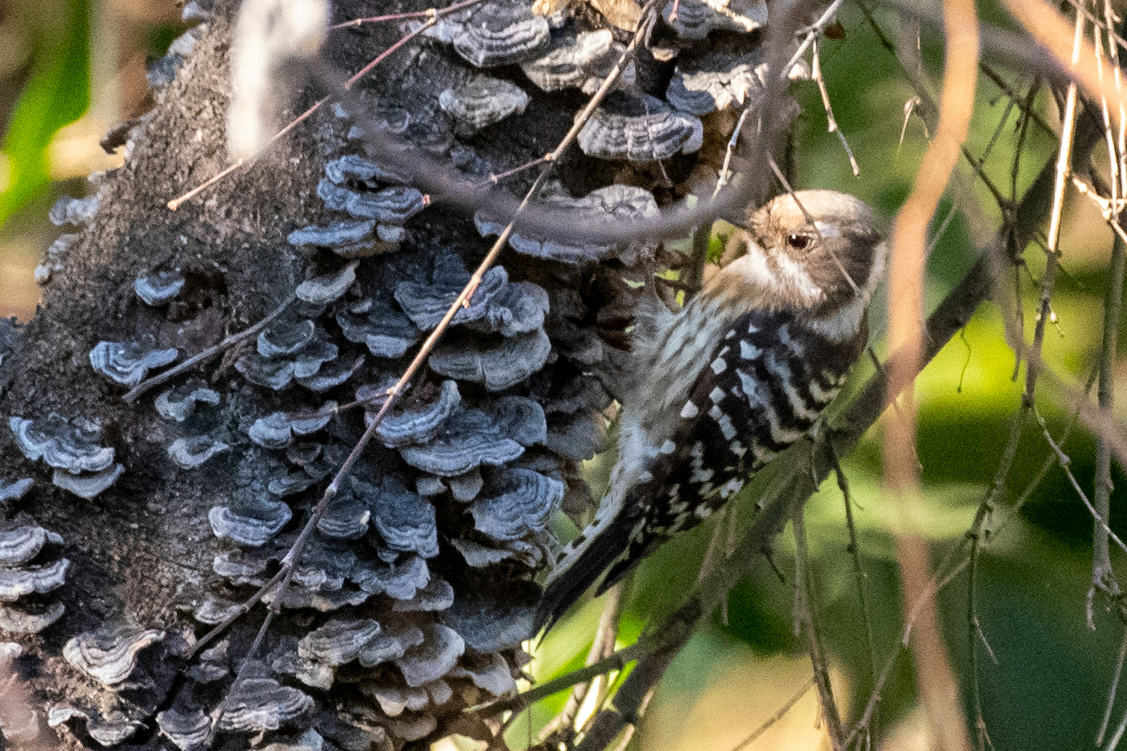 Pájaro rayado posado en un tronco de árbol con crecimientos similares a hongos