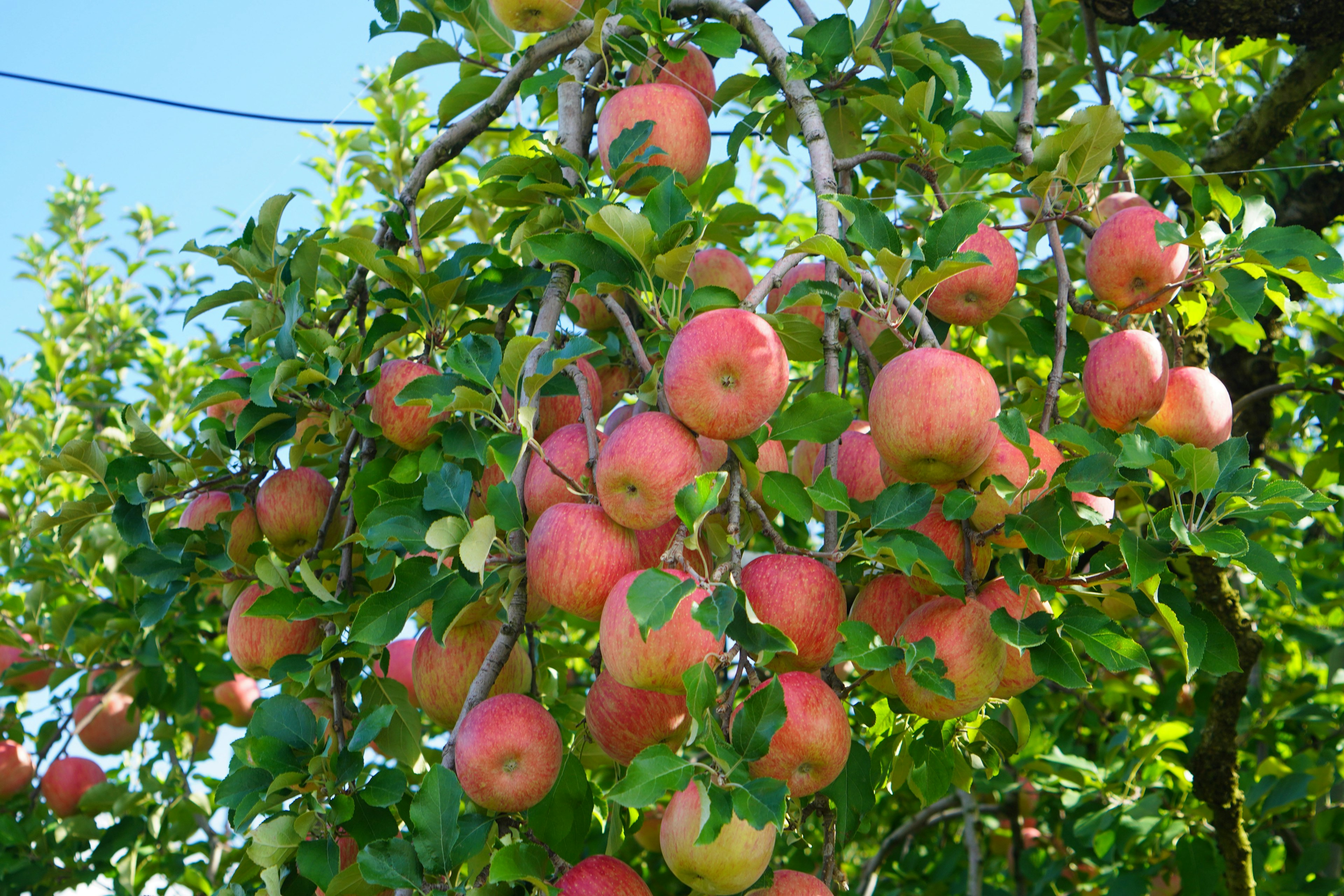 Un árbol lleno de manzanas rojas maduras colgando de las ramas