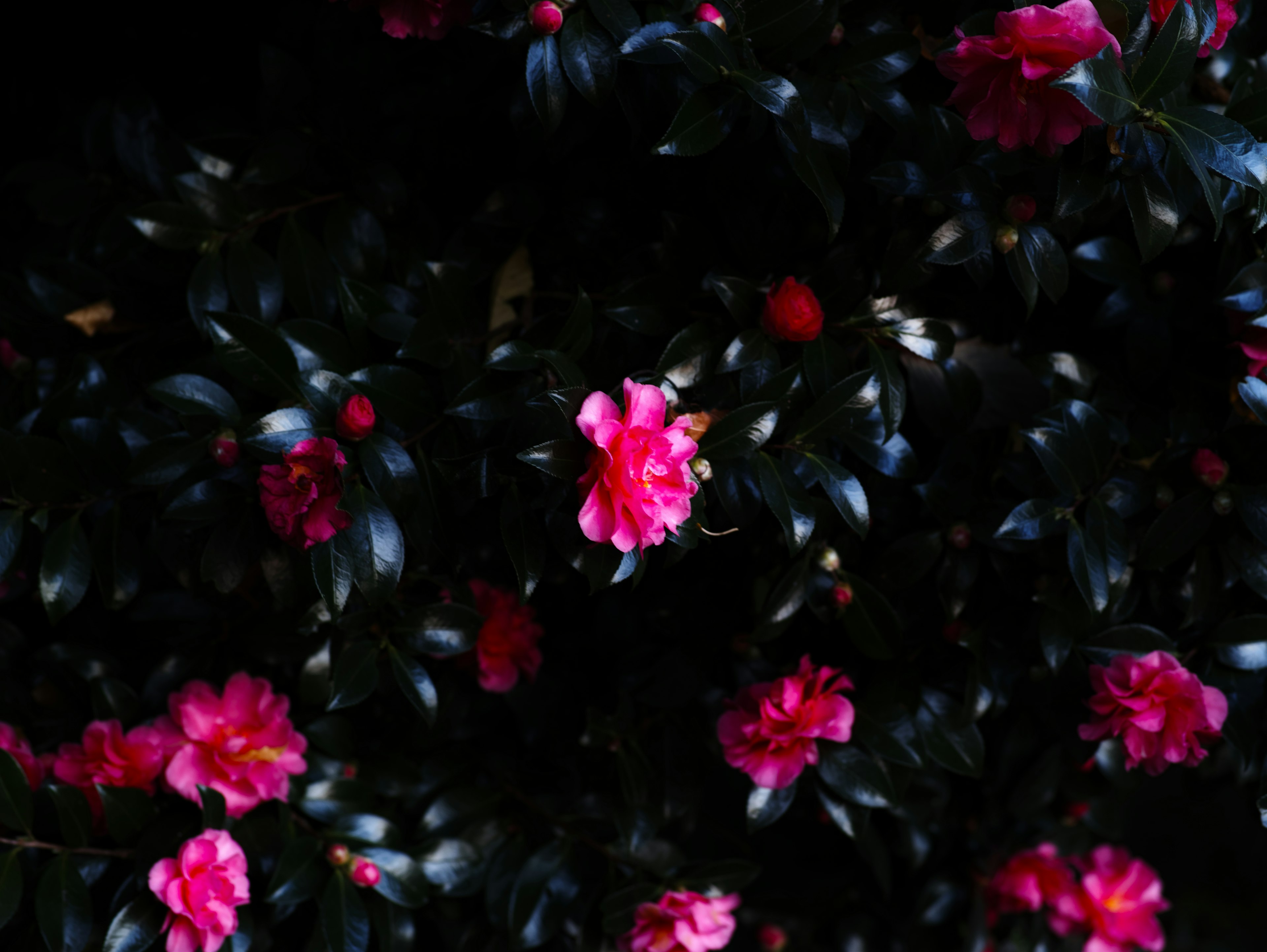 Primer plano de flores rosas vibrantes sobre un fondo oscuro