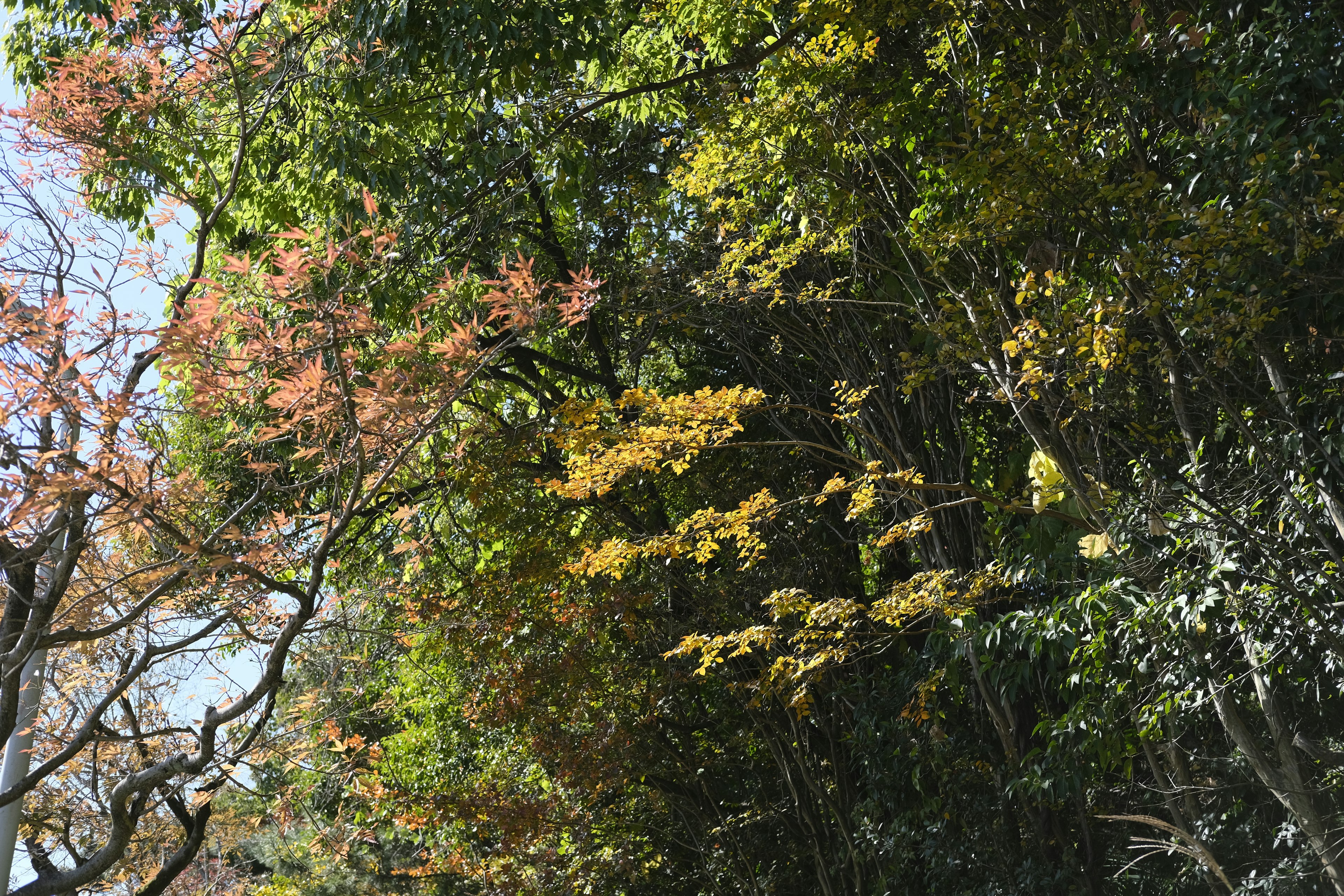 Alberi rigogliosi con foglie colorate in un ambiente naturale