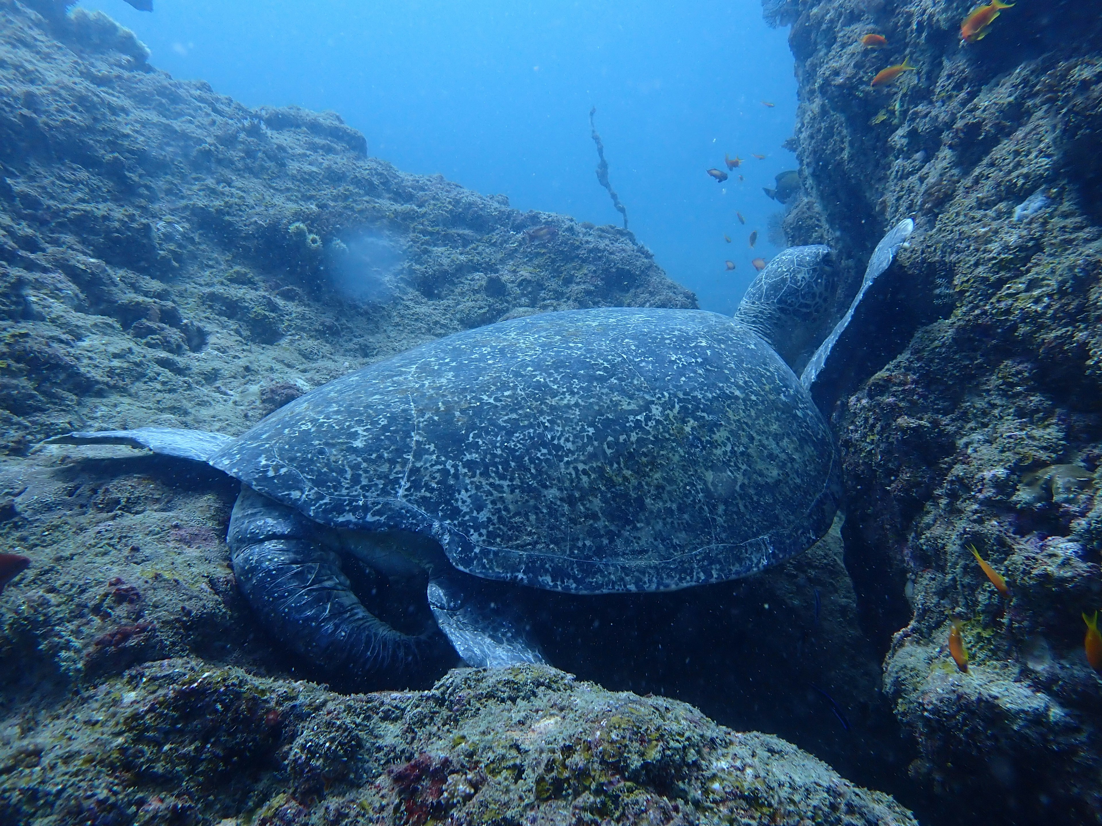 Tortue de mer cachée parmi les rochers sous l'eau