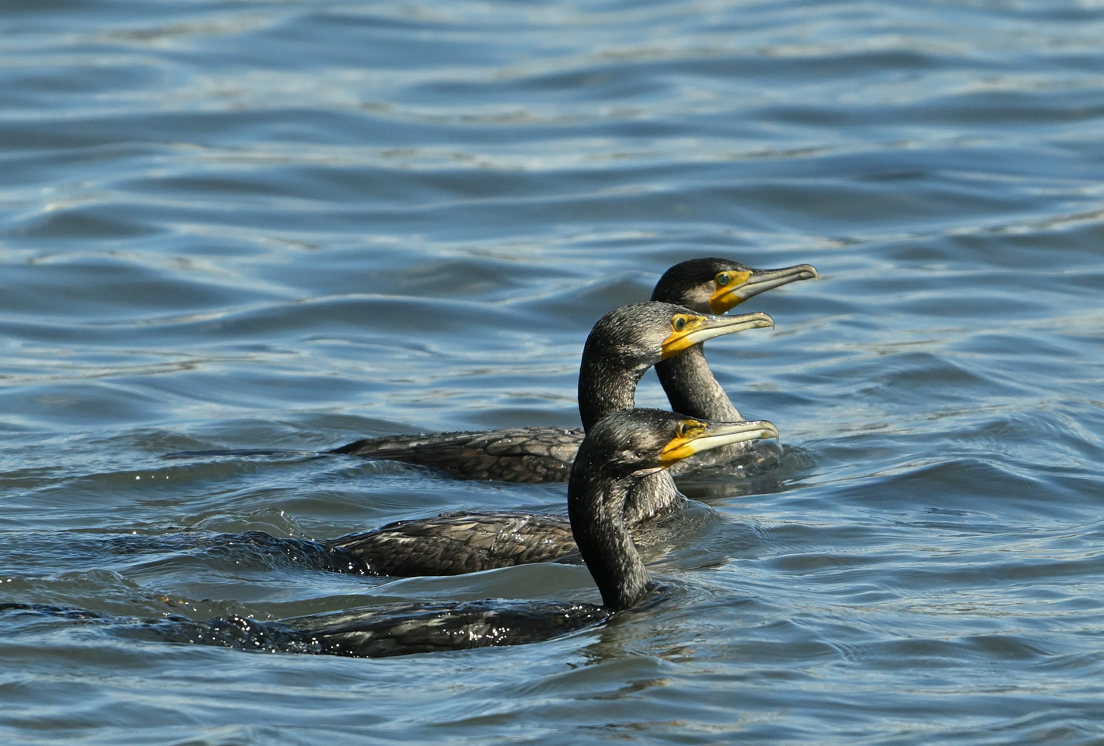 Tiga burung kormoran berenang di permukaan air