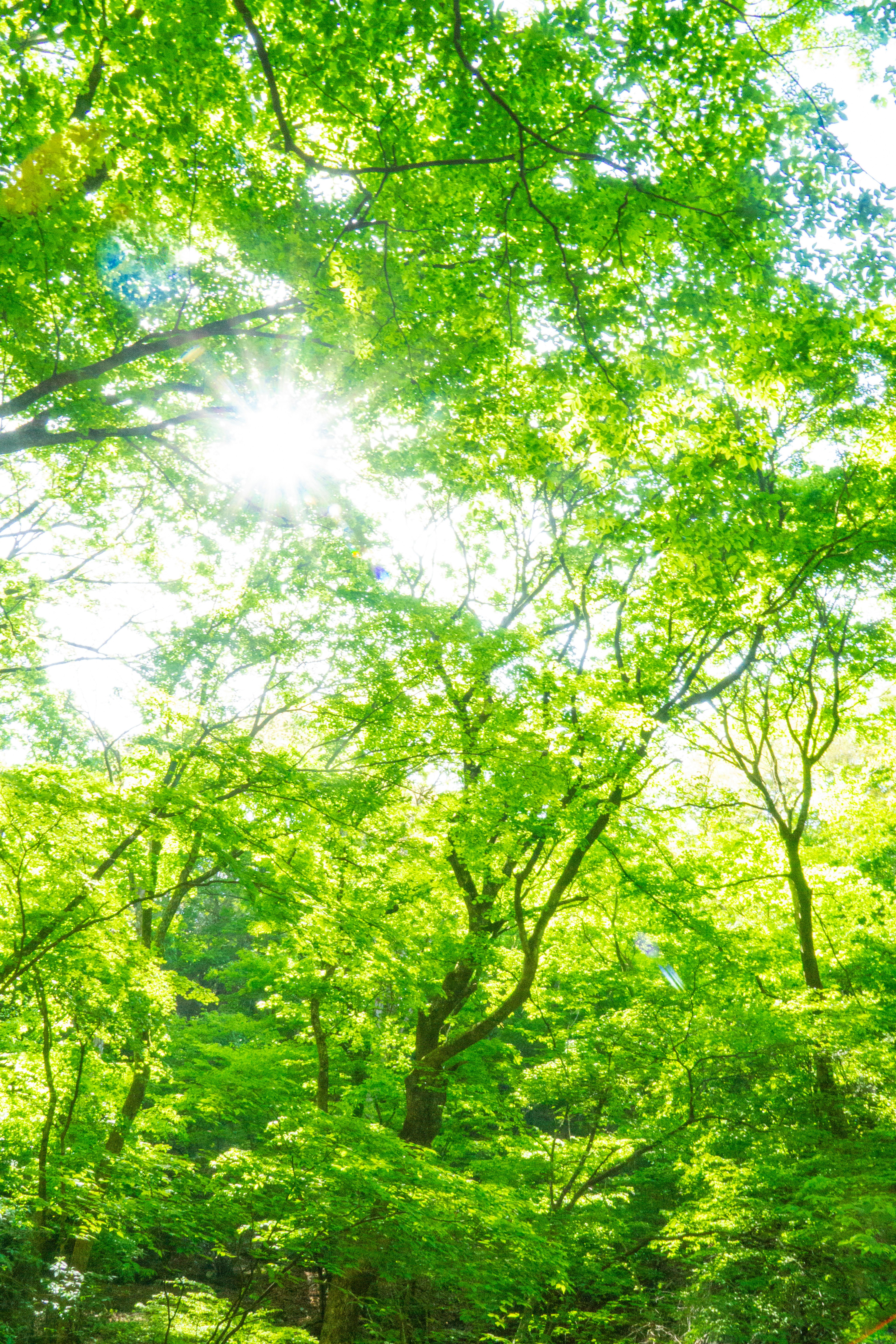 緑の葉に覆われた木々の間から差し込む太陽の光