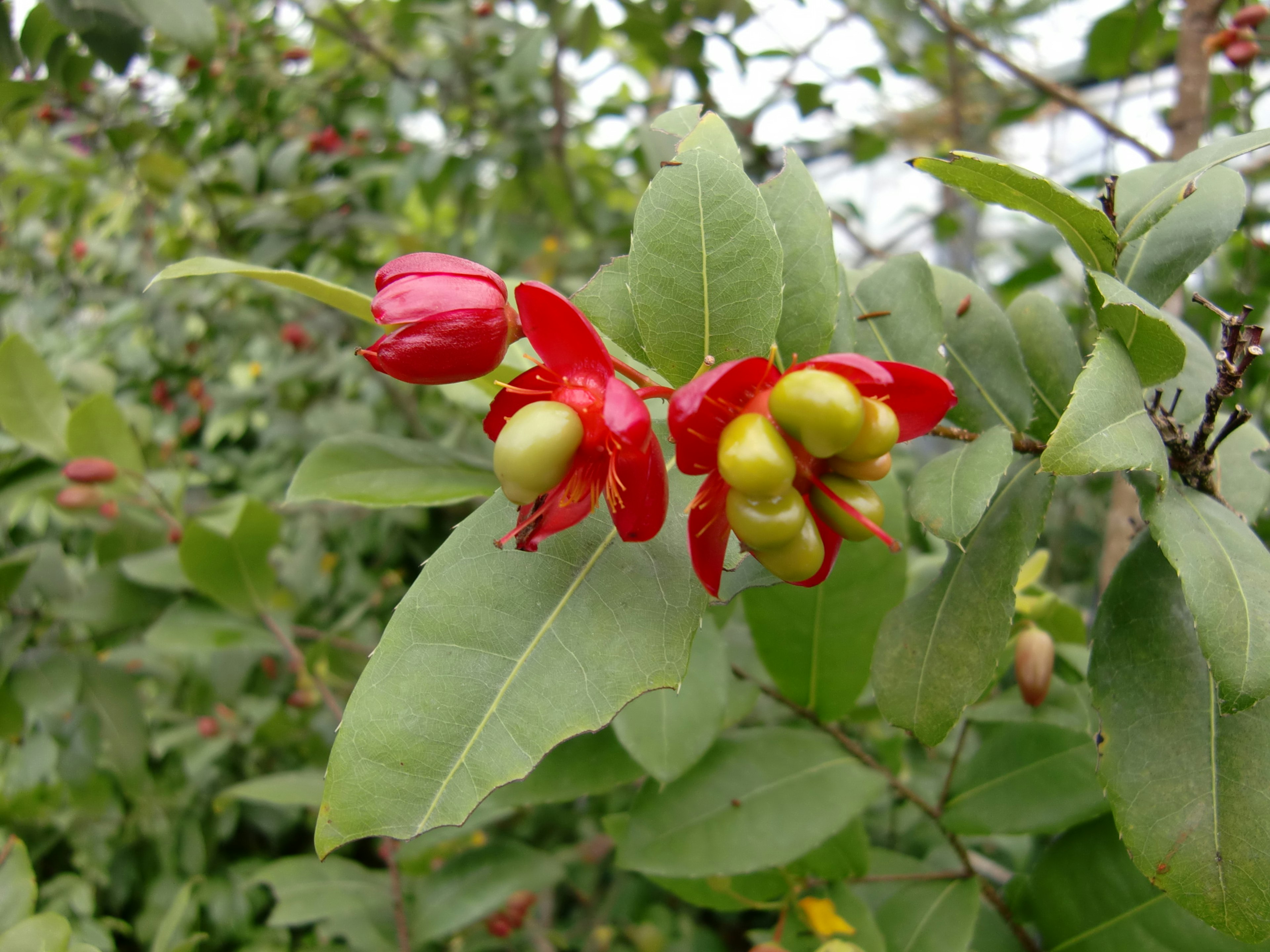 Branche avec des fleurs rouges et des baies vertes