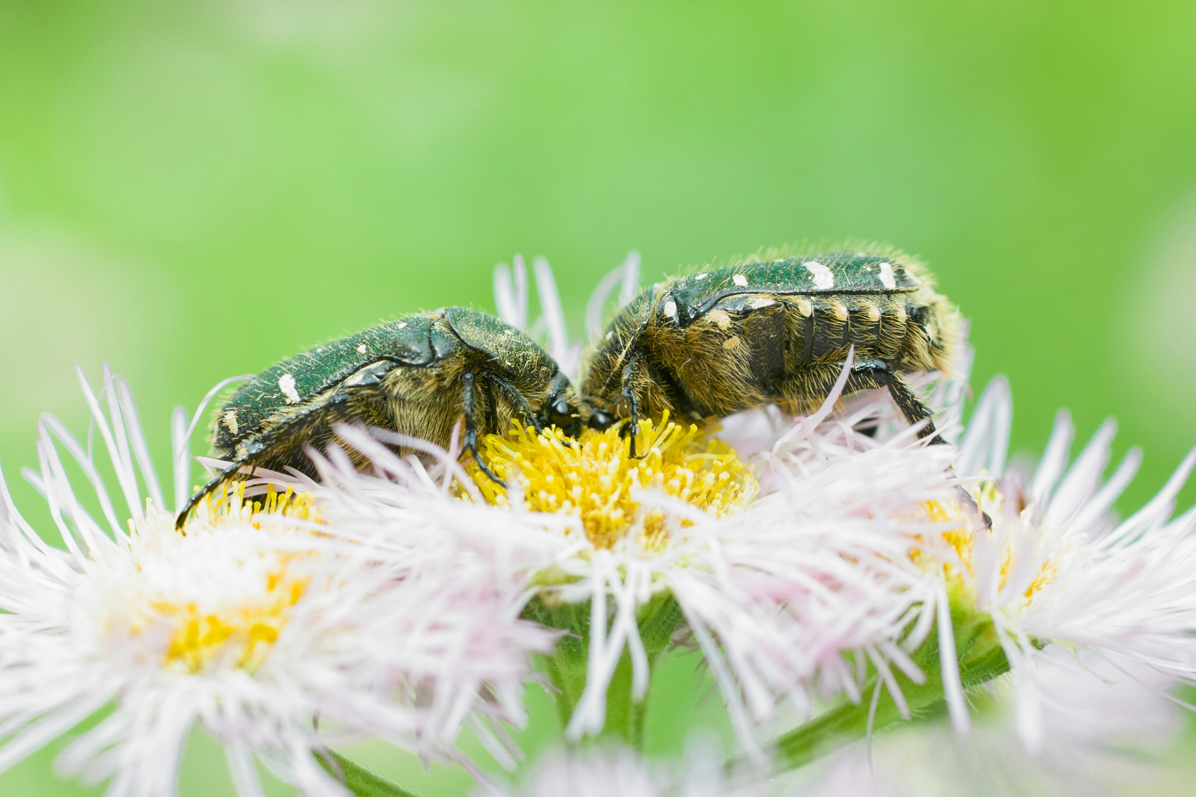 Zwei Insekten, die sich von einer weißen Blume mit grünem Hintergrund ernähren