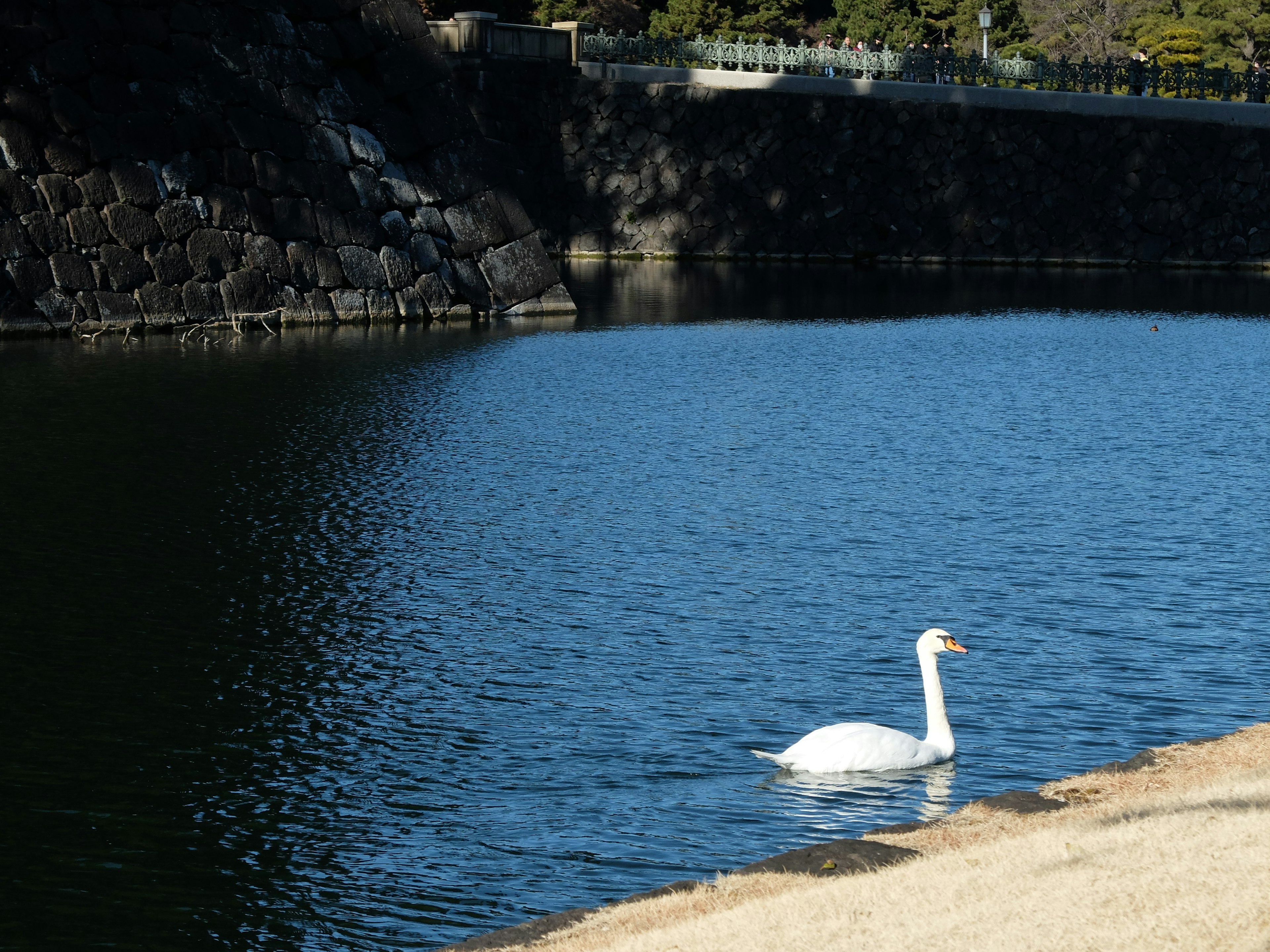 Un cigno che nuota su una superficie d'acqua calma