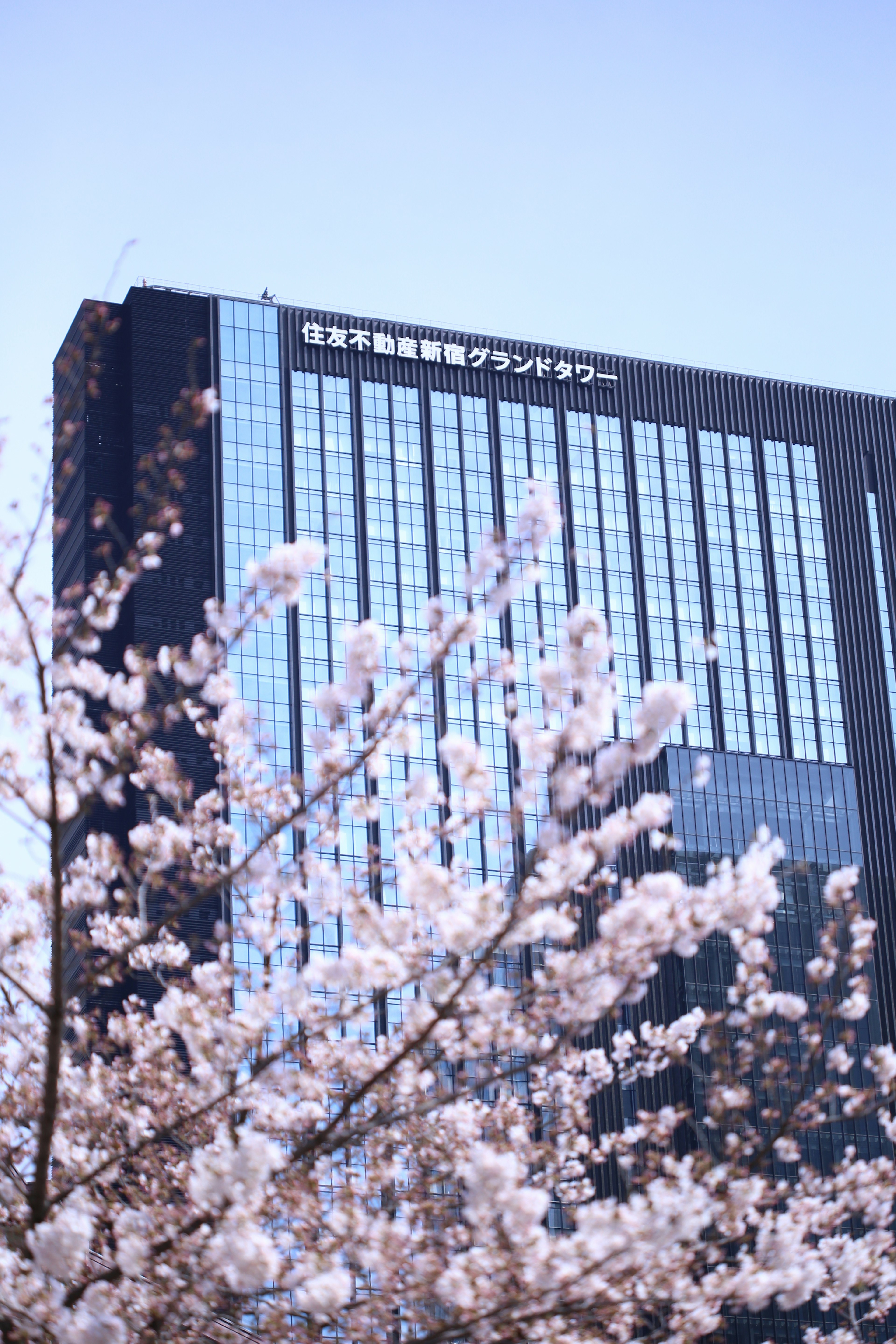 Foto gedung tinggi dengan bunga sakura di latar depan