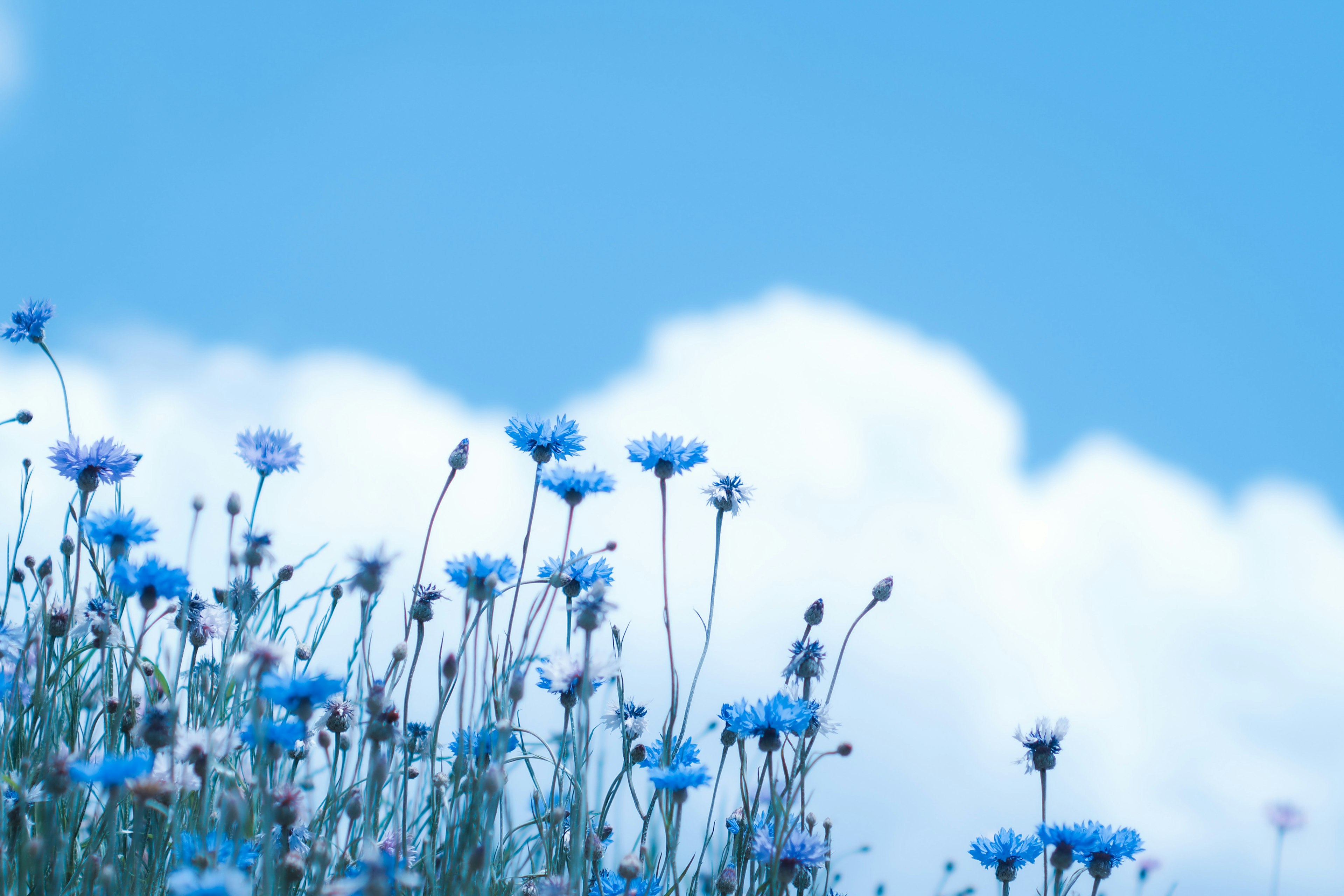 Champ de fleurs bleues sous un ciel bleu clair