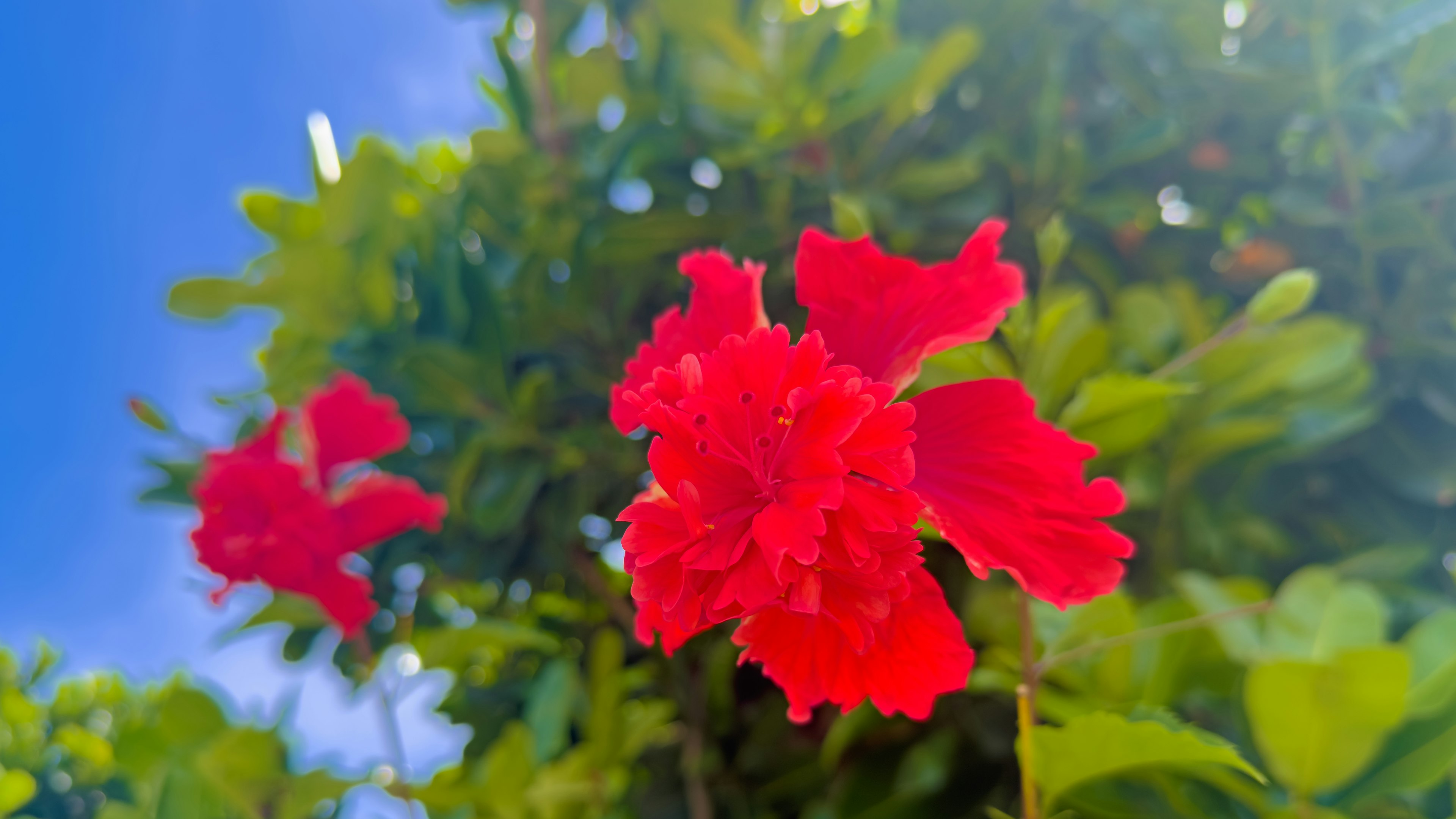 Fiori rossi vibranti che fioriscono sotto un cielo blu